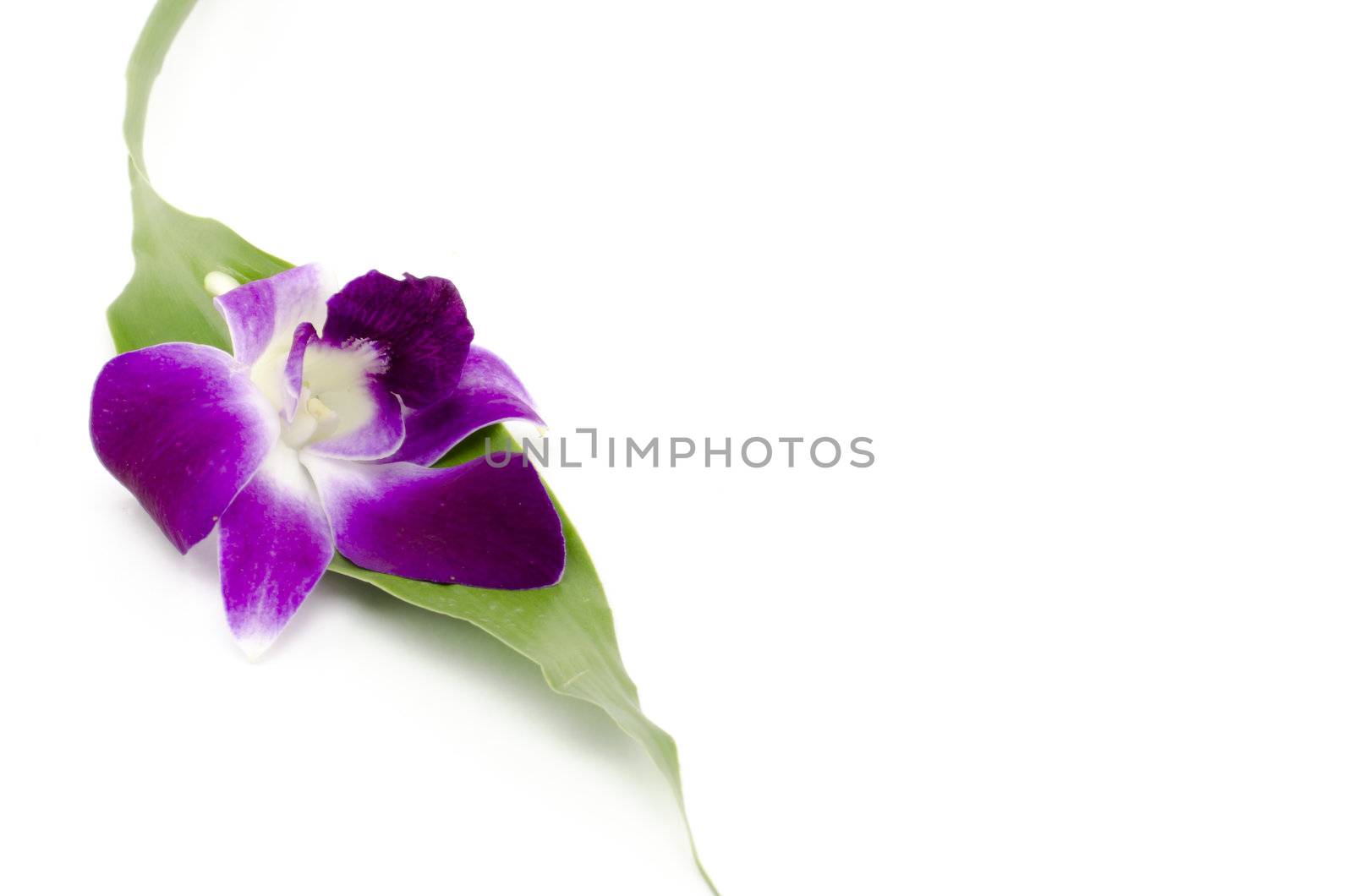 beautiful orchid by ammza12