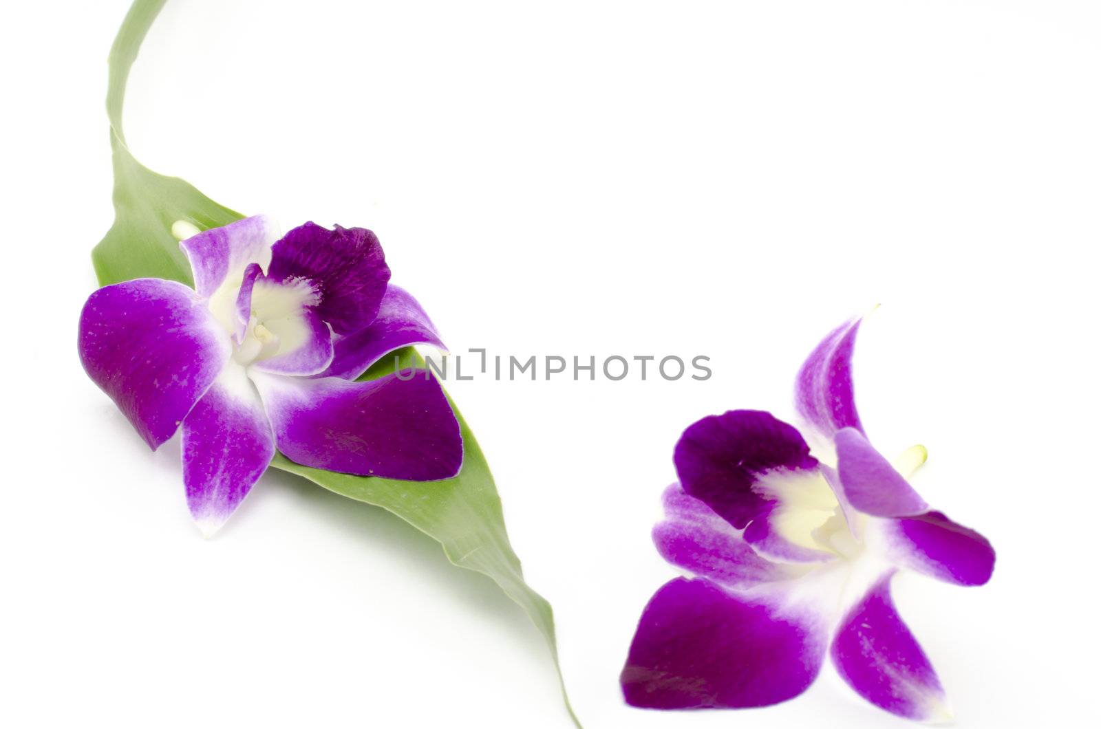 beautiful  purple orchid flower