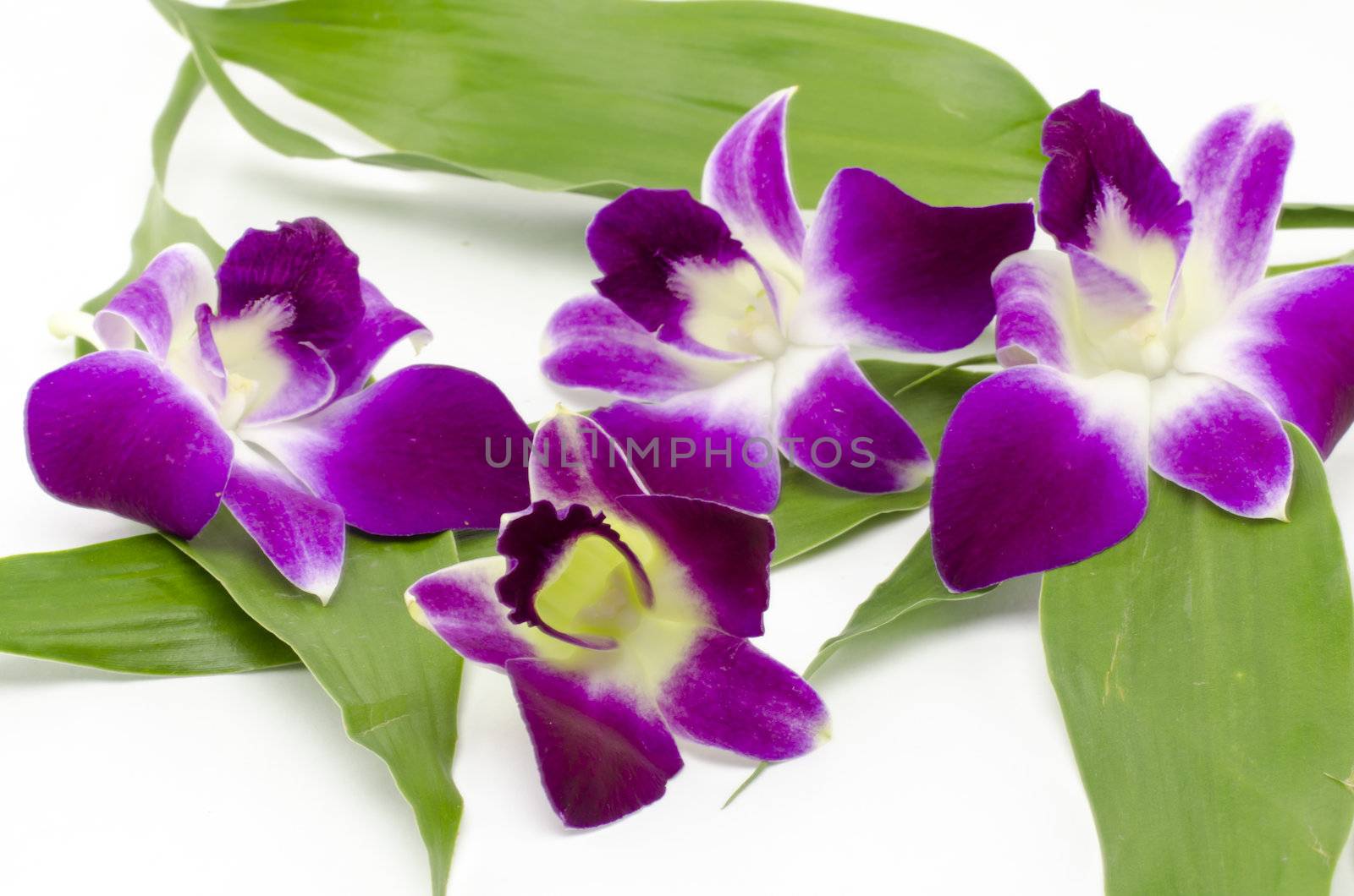 beautiful  purple orchid flower