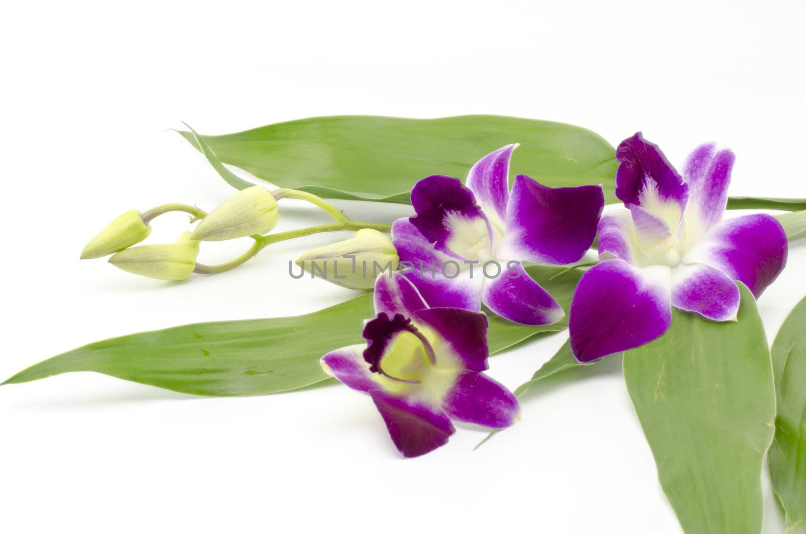 beautiful orchid by ammza12
