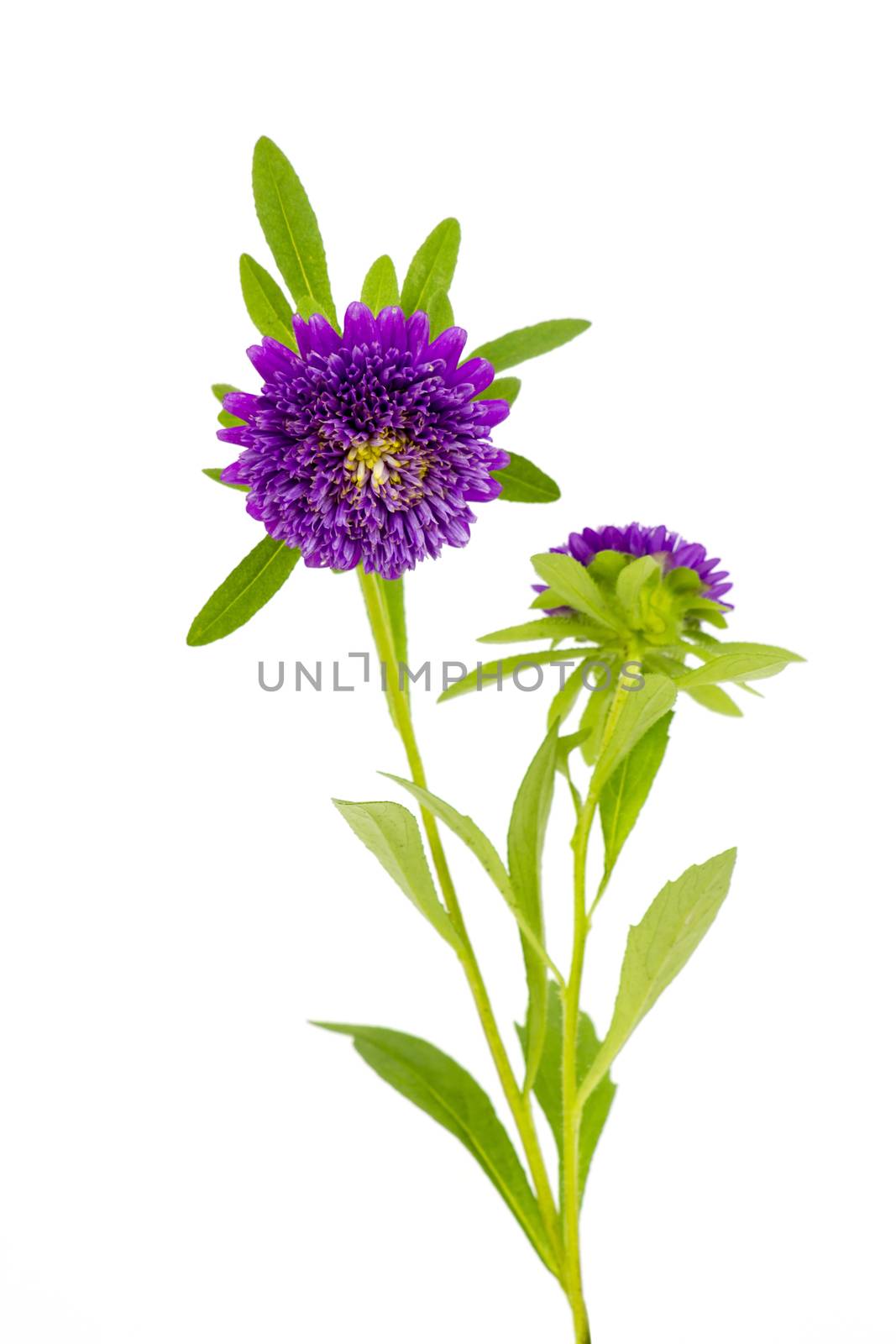 aster flowers on white background