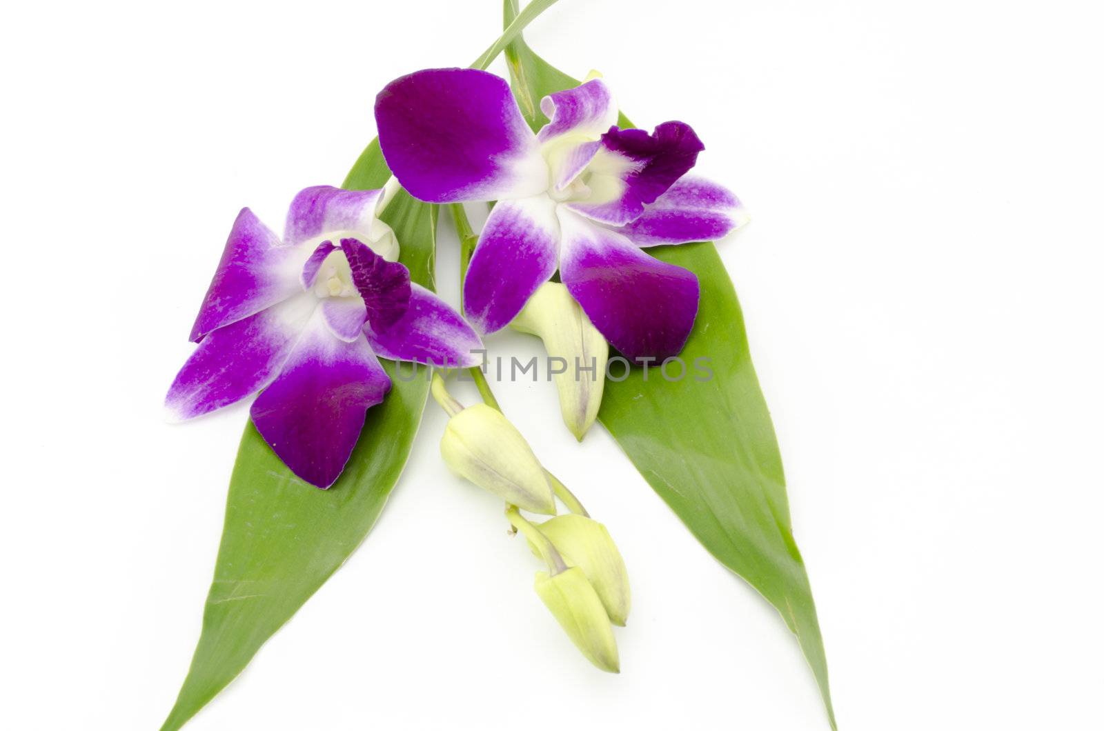 beautiful  purple orchid flower