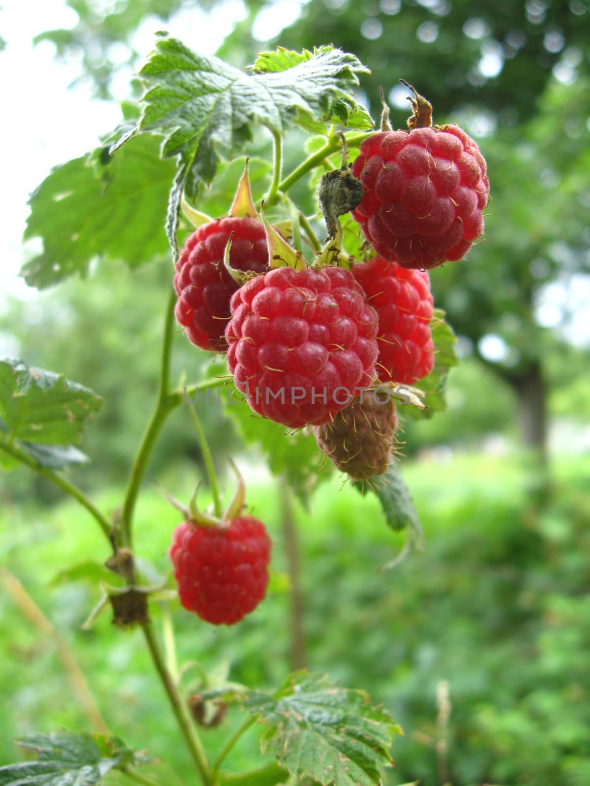 red ripe berries of raspberry by alexmak