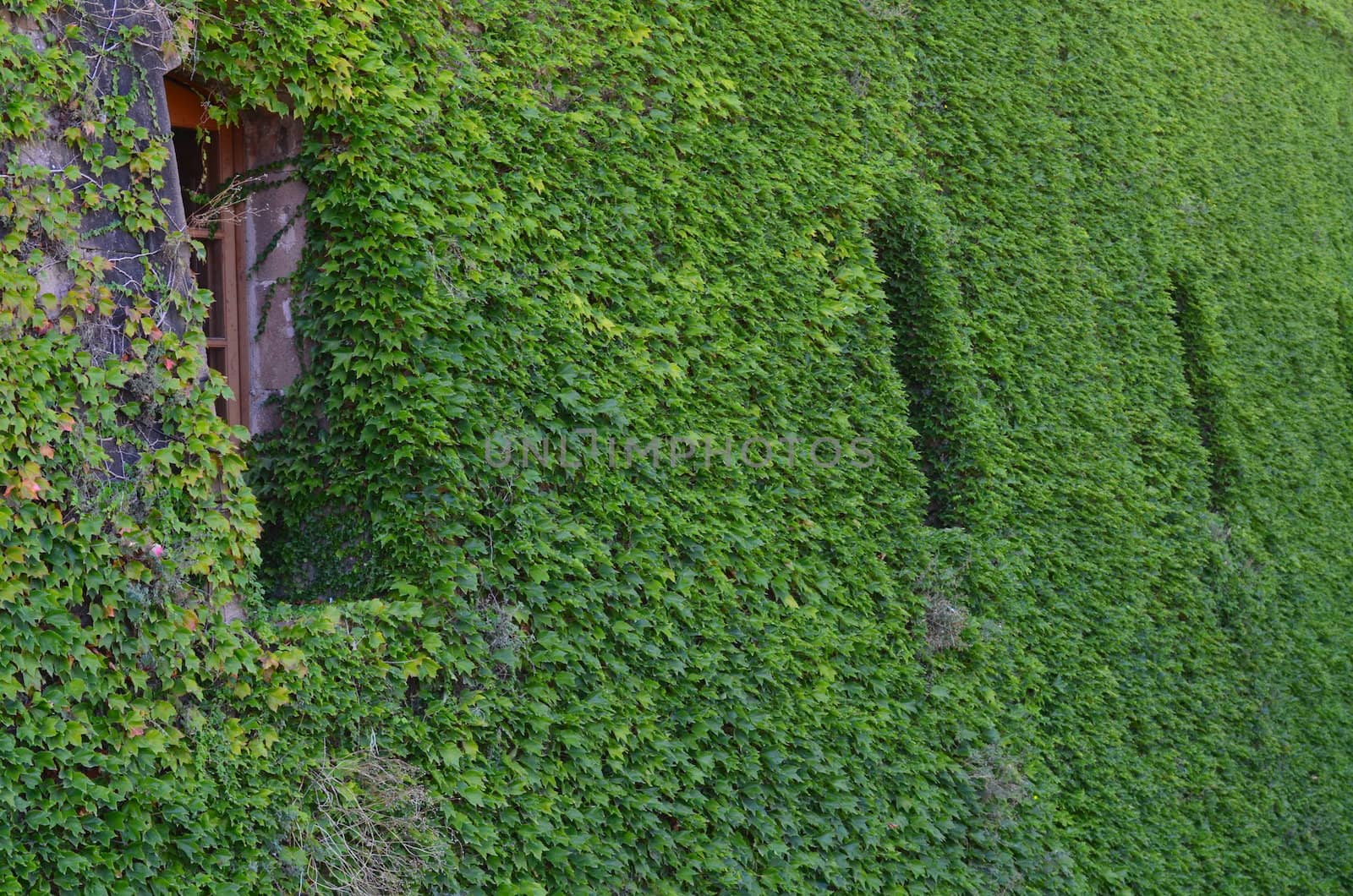 Large fortress wall covered by thick creeping ivy.