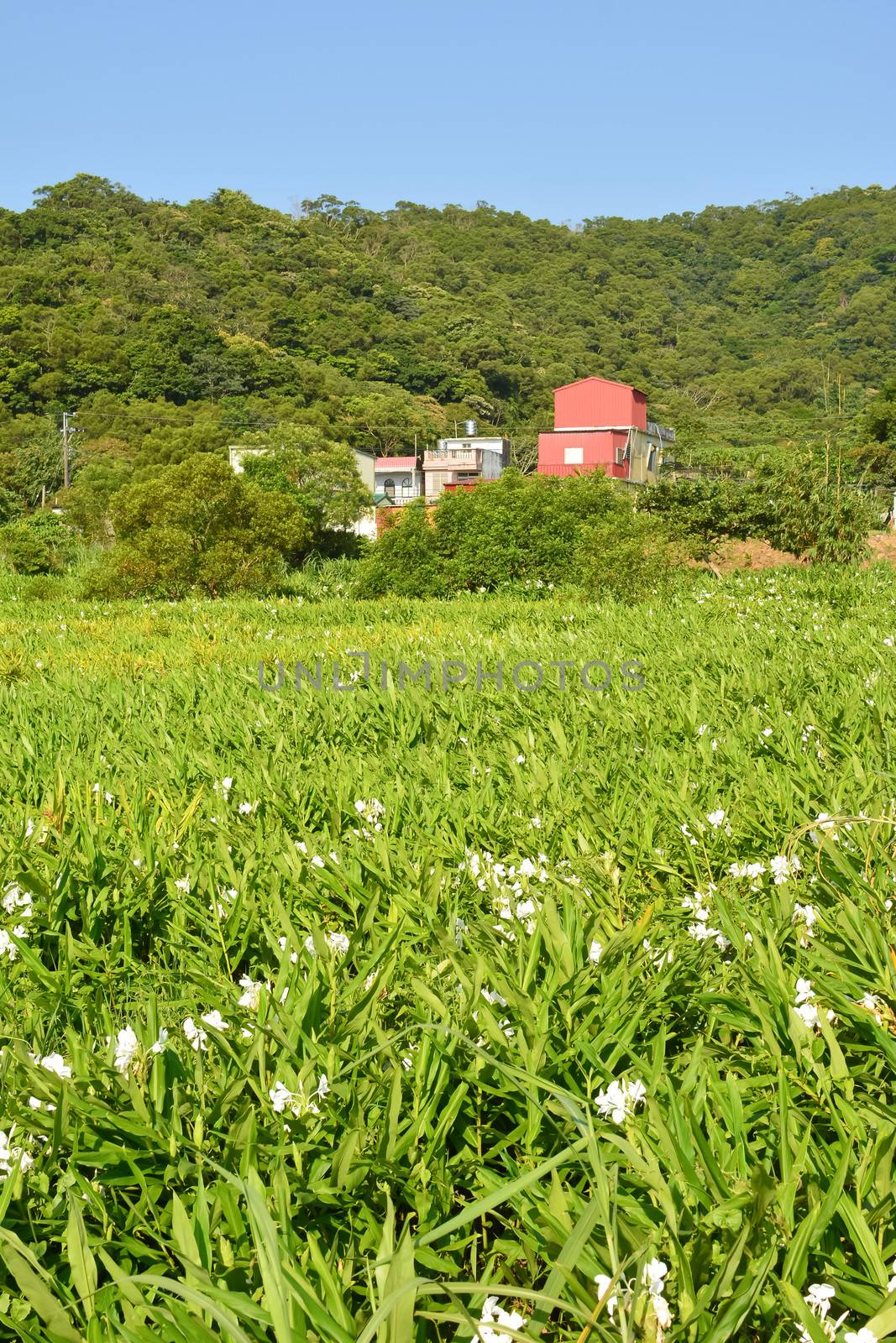 Ginger lily farm, photo shot at Manzhou Township, Pingtung County.