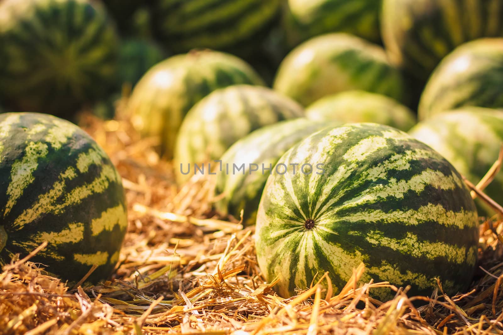 Watermelons were piled up by ryhor