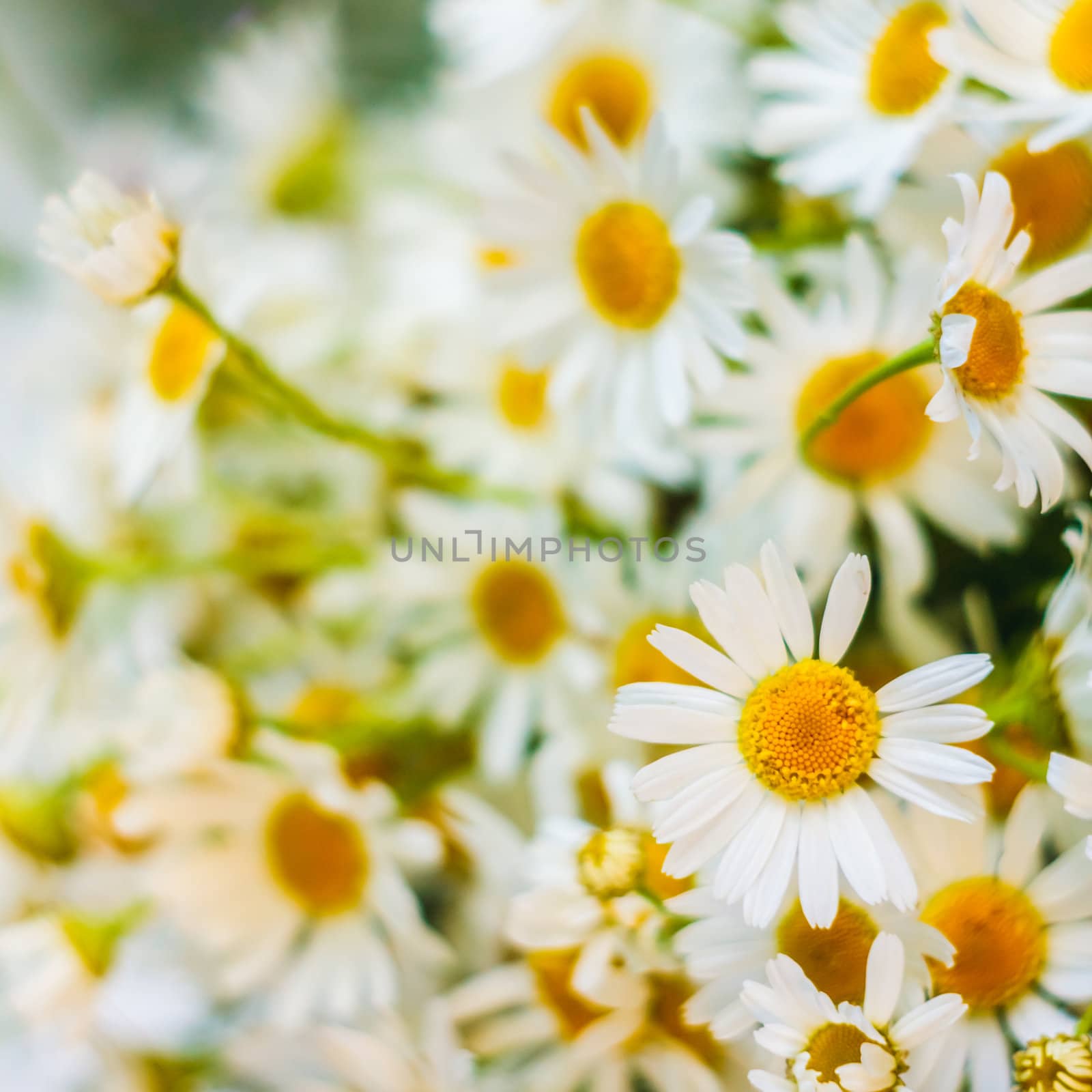 White Camomiles Flowers by ryhor
