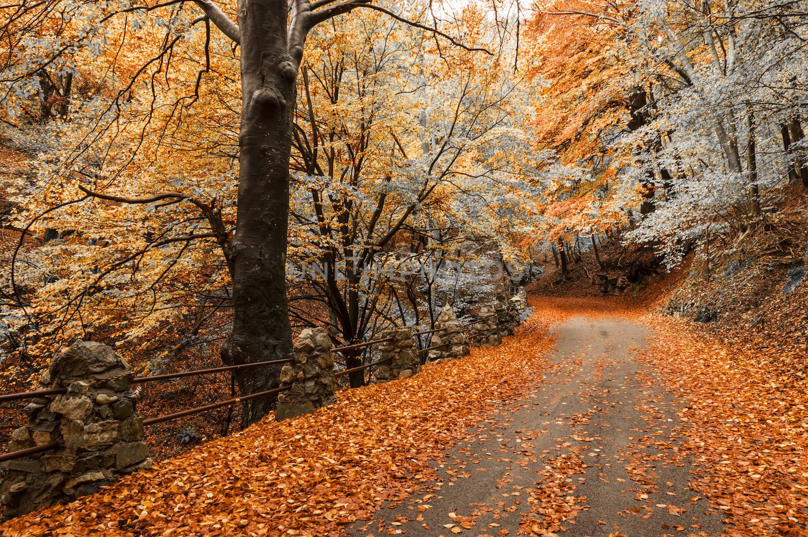 Autumn colors in the forest by Mdc1970