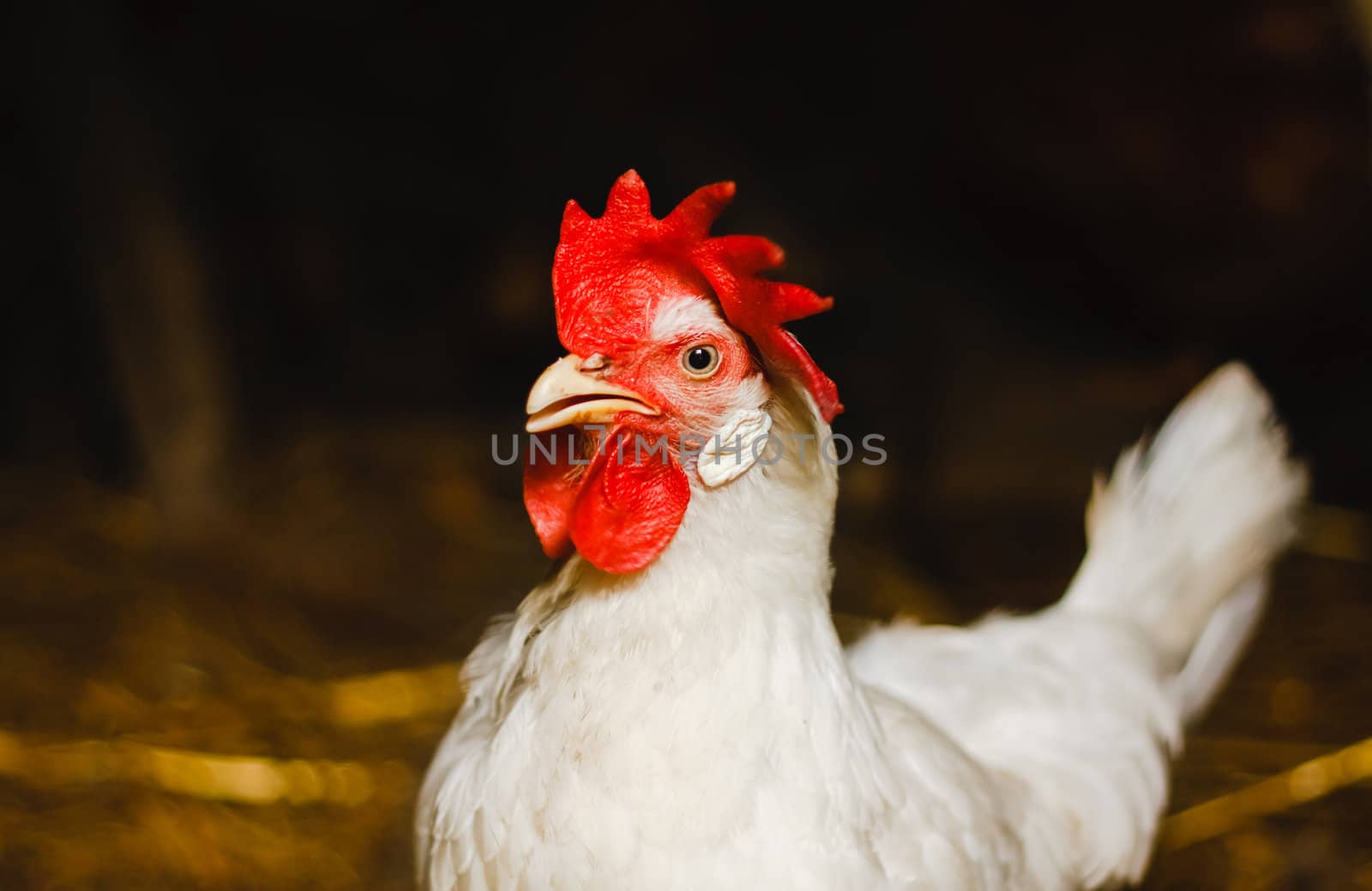 White hen looking at camera