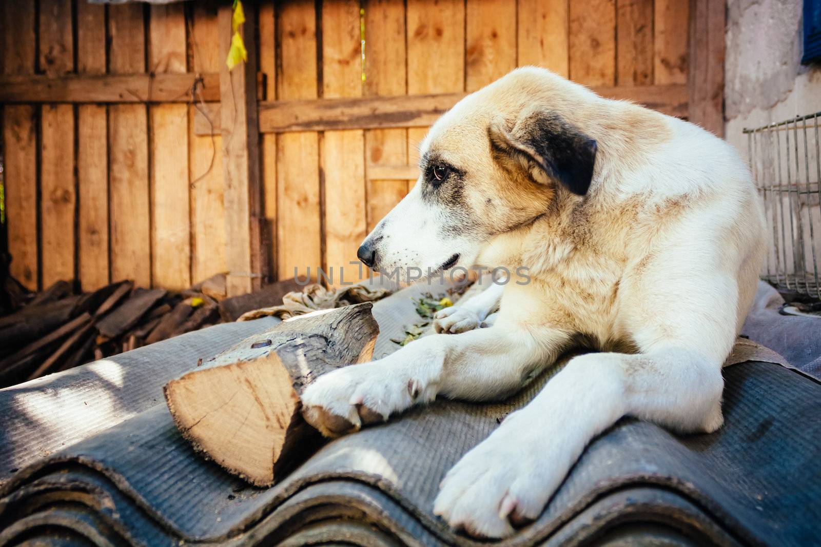 White Dog Resting by ryhor