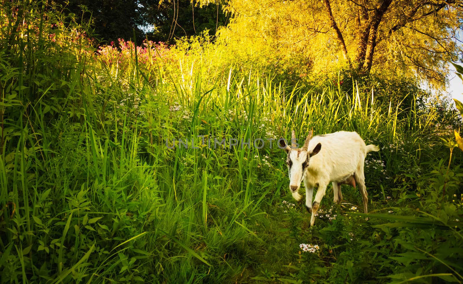 White Goat goes across the green meadow