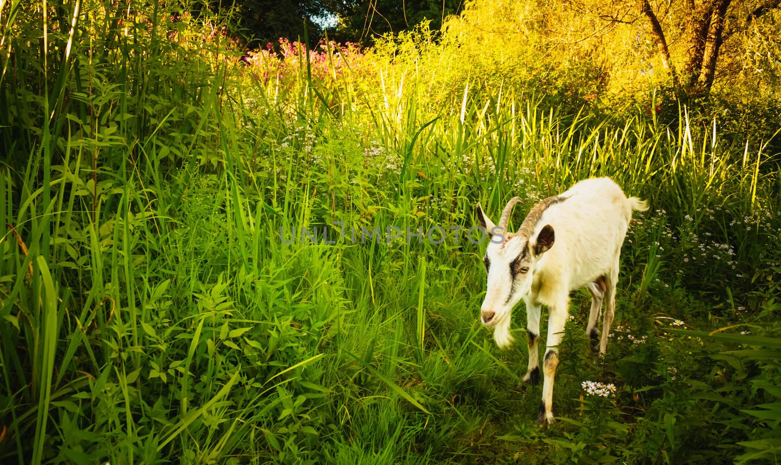 White Goat goes across the green meadow