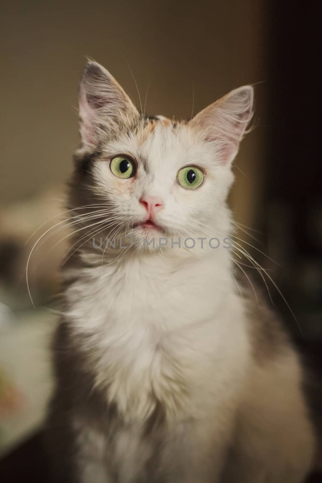 Cute Little White Cat Staring At The Camera