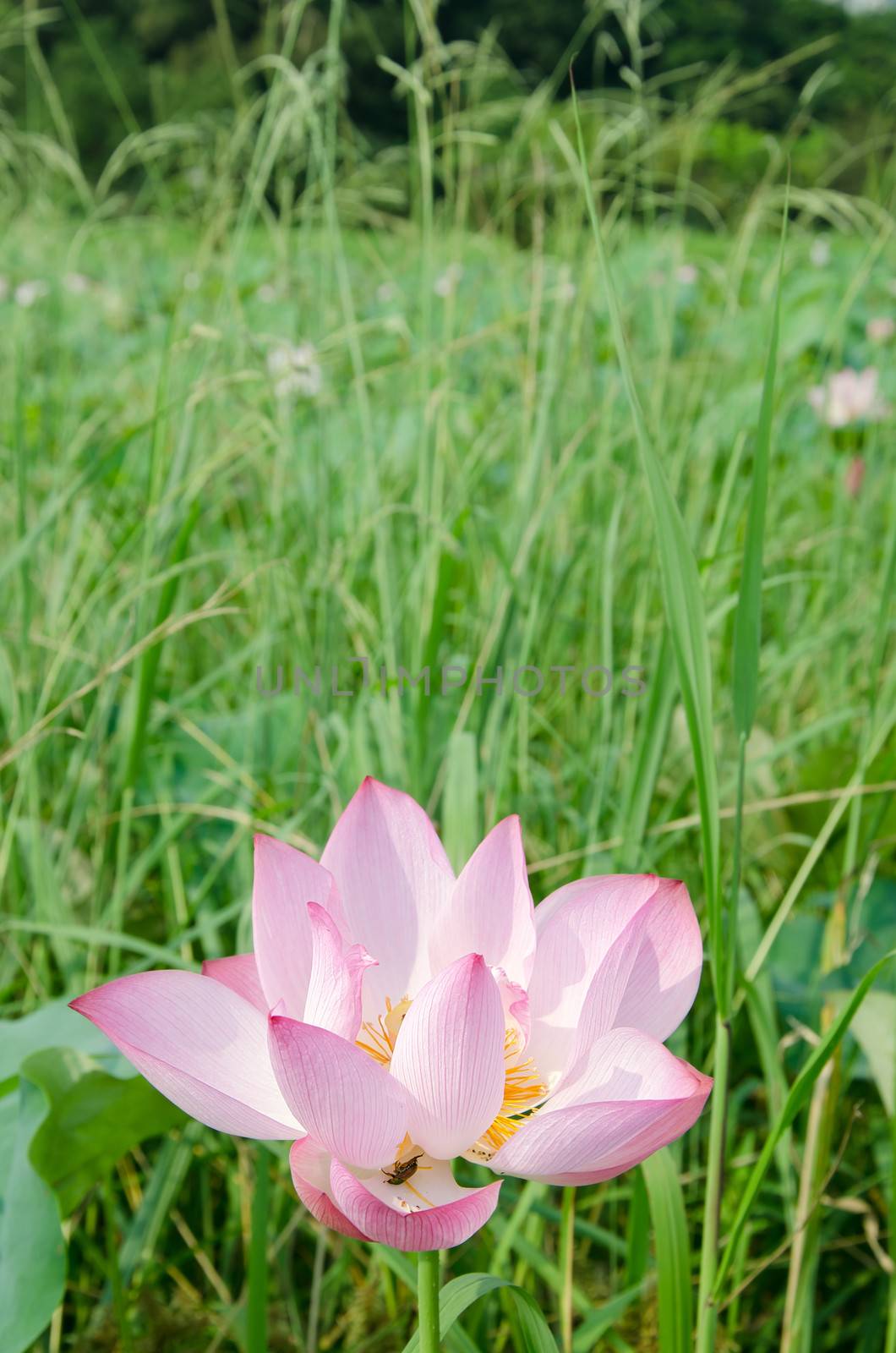 Lotus flower by elwynn