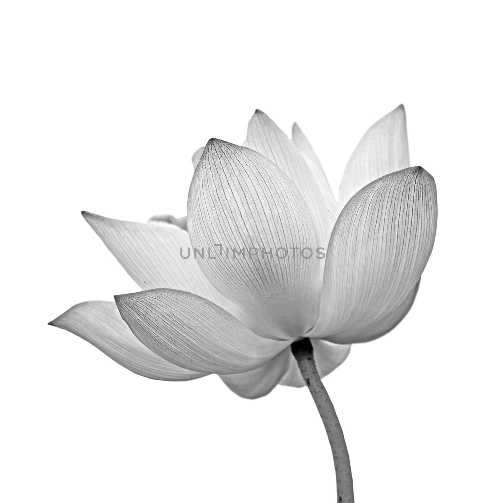 isolated lotus by elwynn
