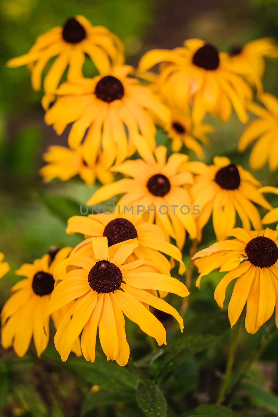 Yellow Echinacea Flowers by ryhor