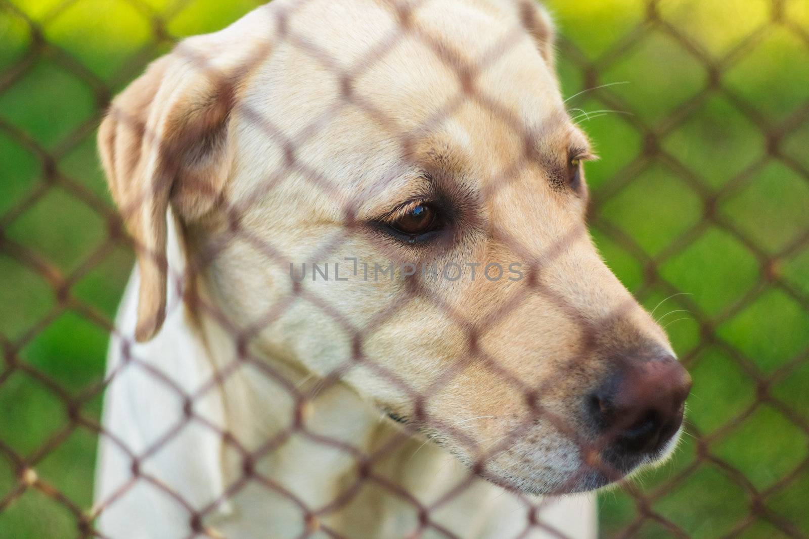 Yellow Labrador Retriever Behind Fence