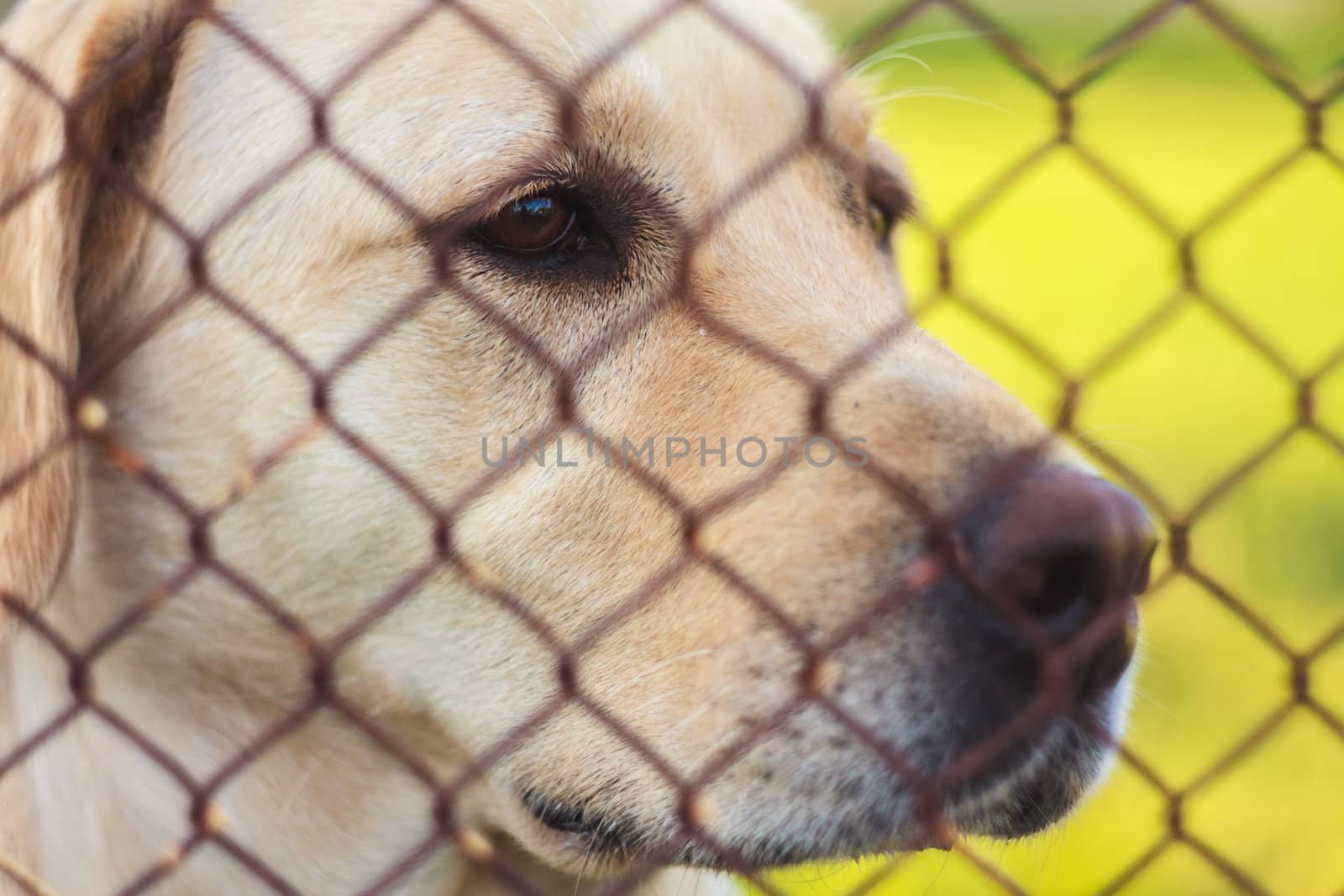 Yellow Labrador Retriever Behind Fence by ryhor