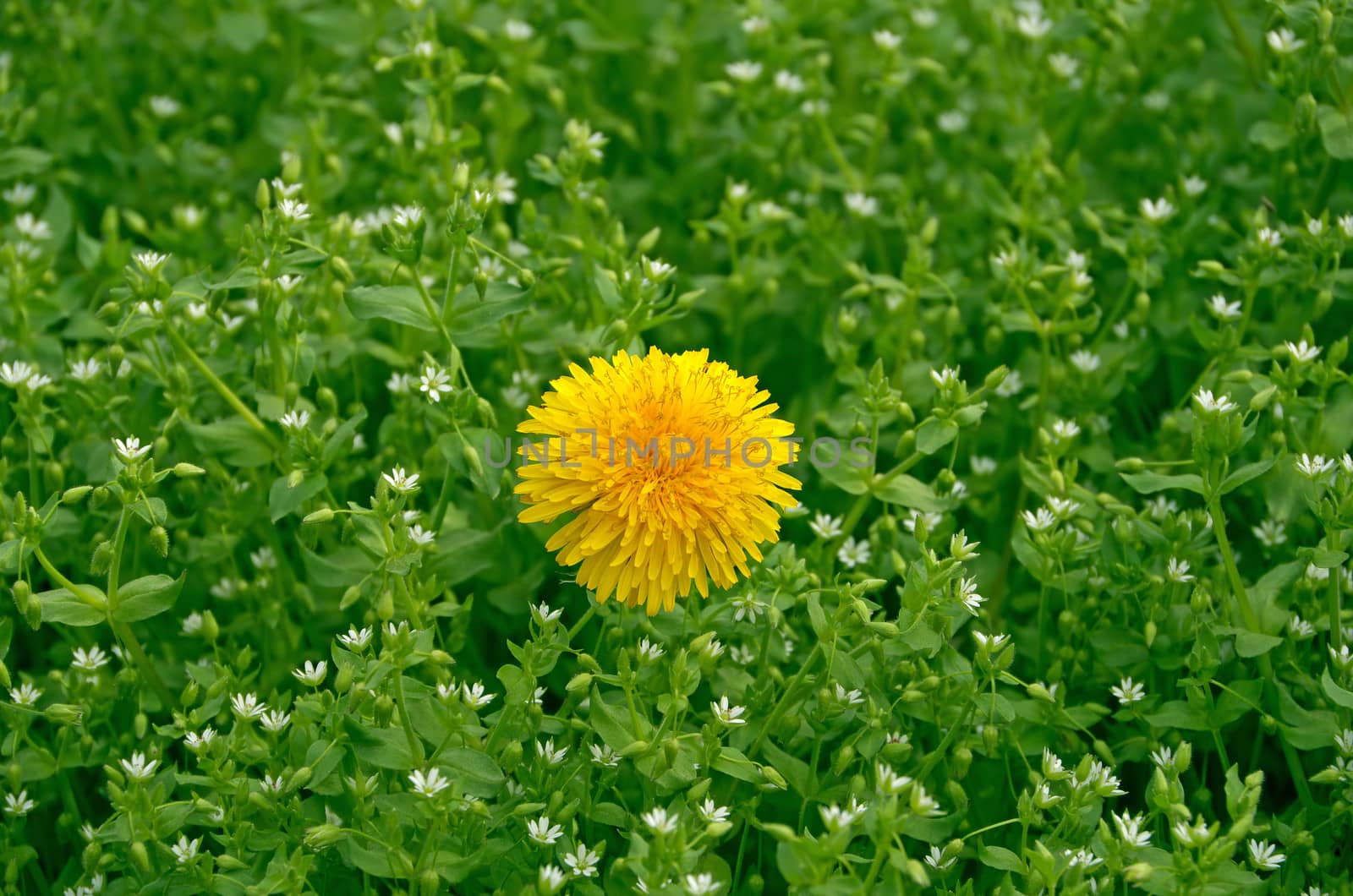 Yellow flower surrounded by small white flowers in early spring.
