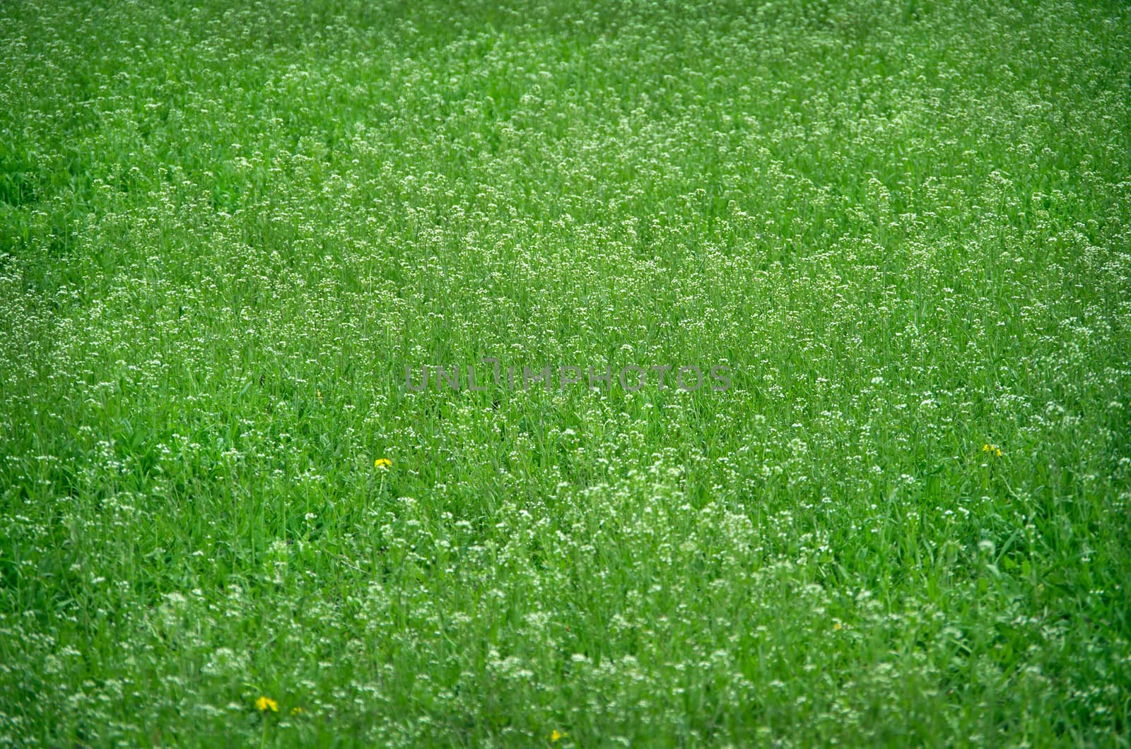Blooming meadow by myyayko