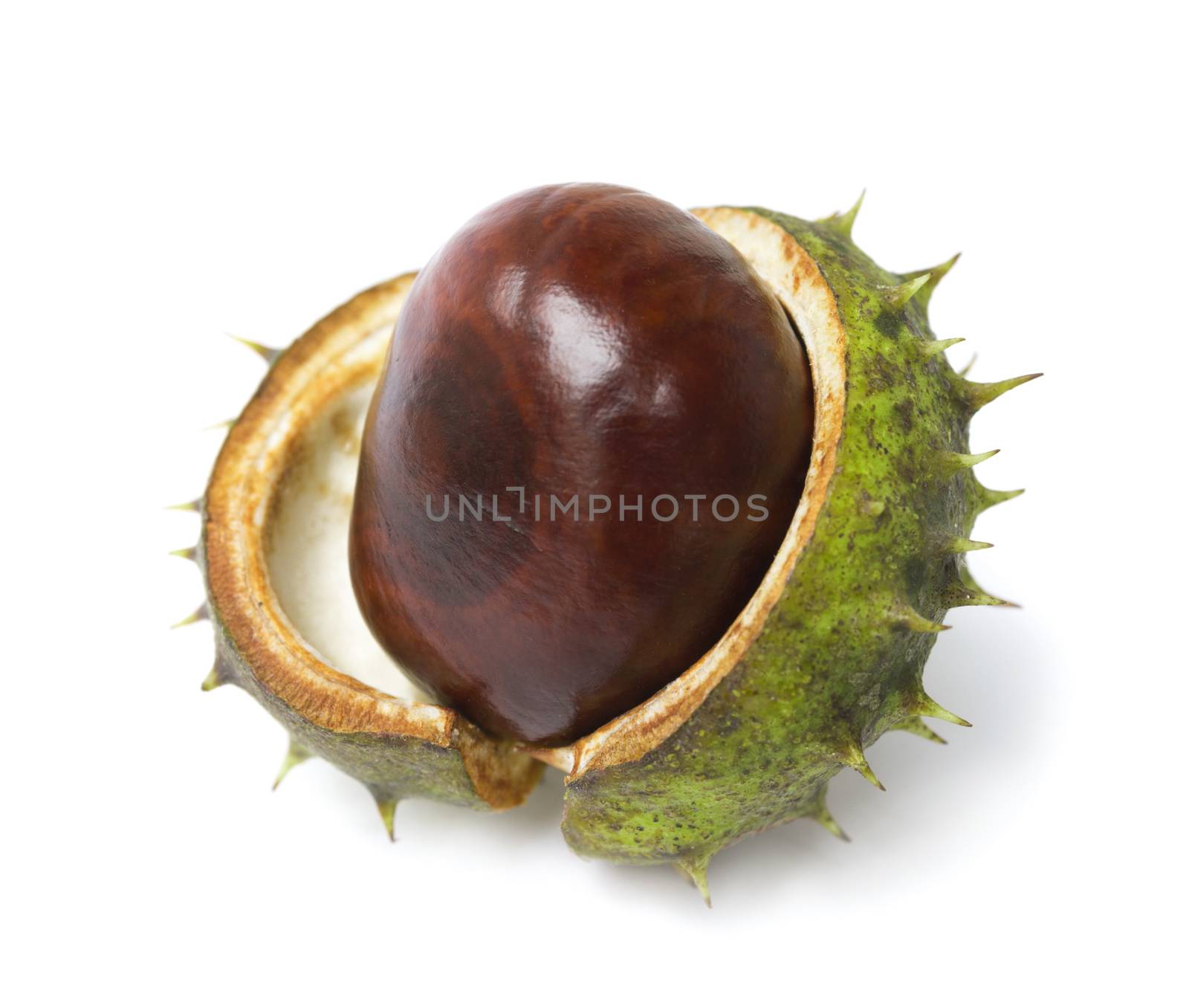 One horse chestnut lie on a white background