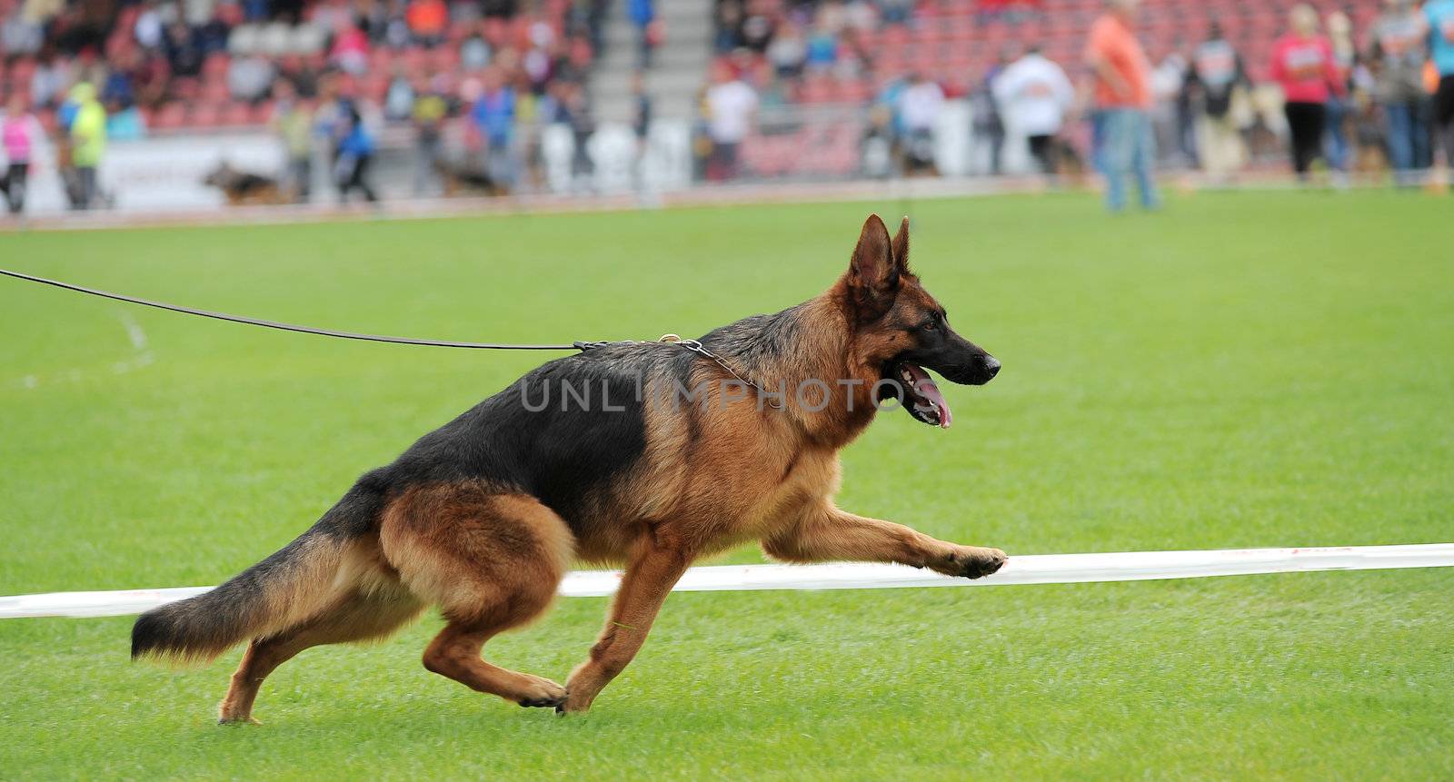 German shepherd dog running on stadium