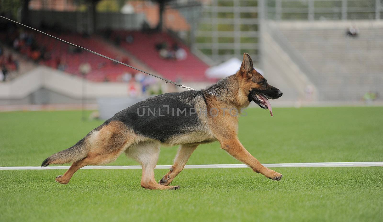 German shepherd dog running on stadium