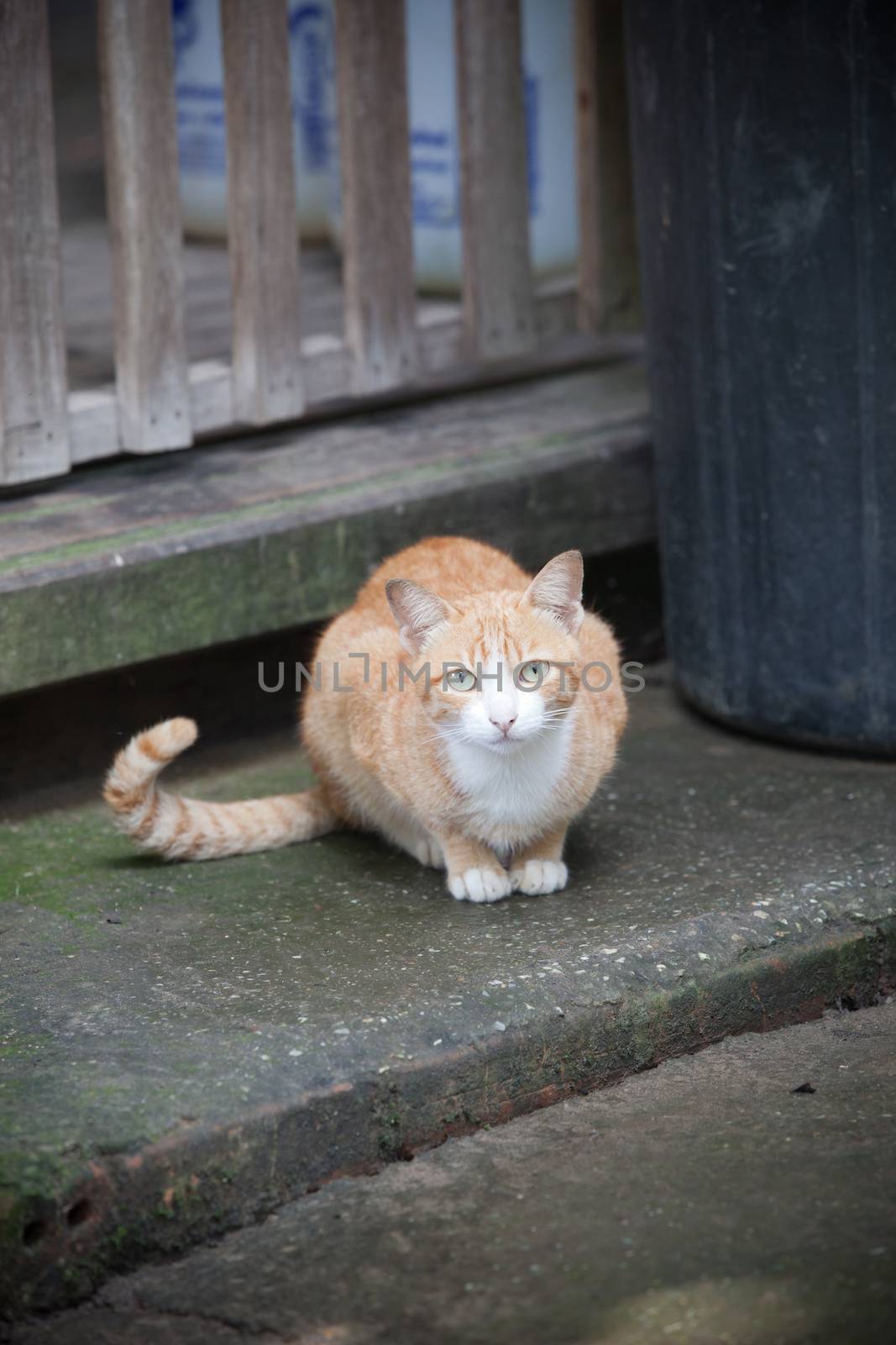 thai cat