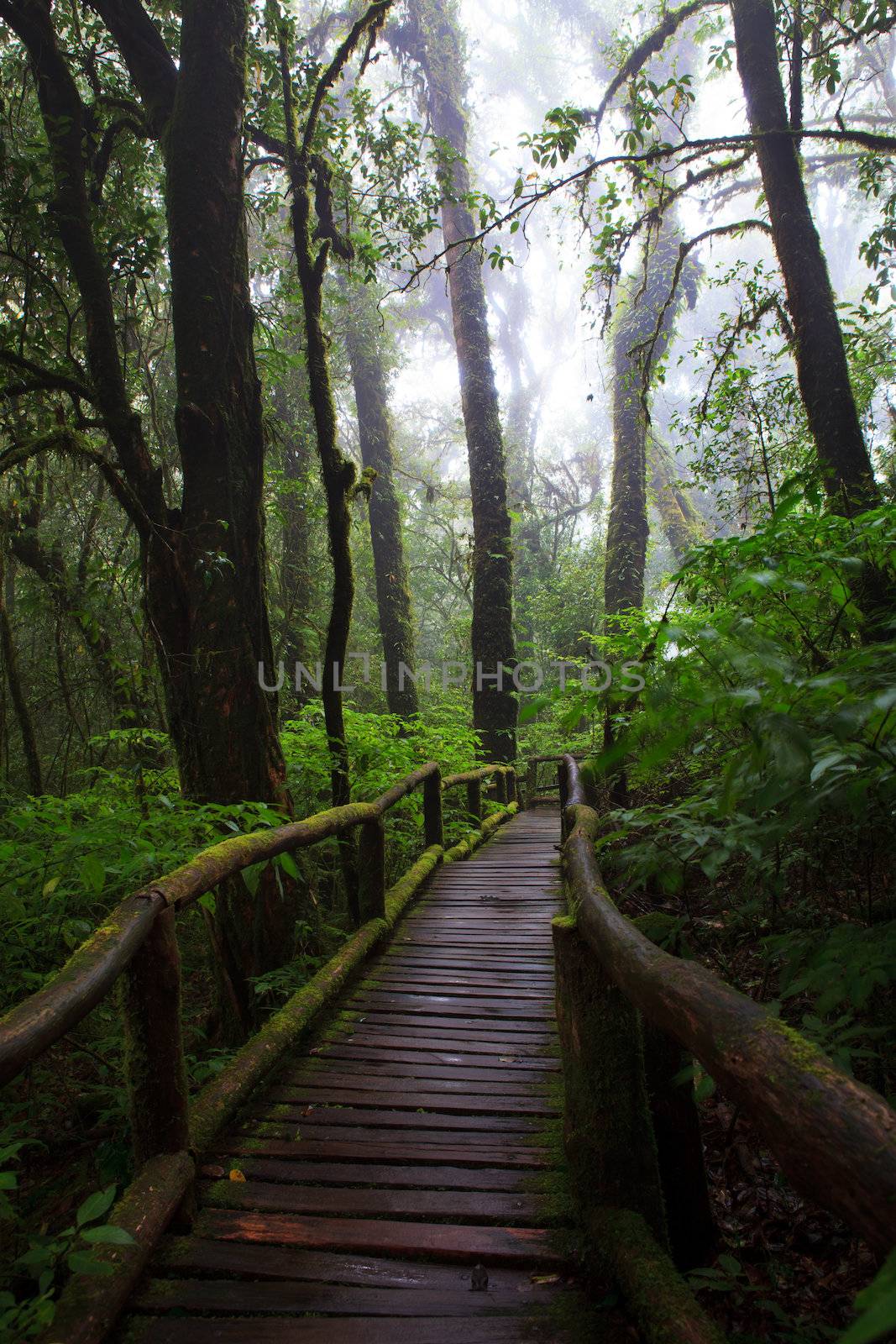 wood walking way in hill evergreen forest of Doi Inthanon National Park Thailand by khunaspix