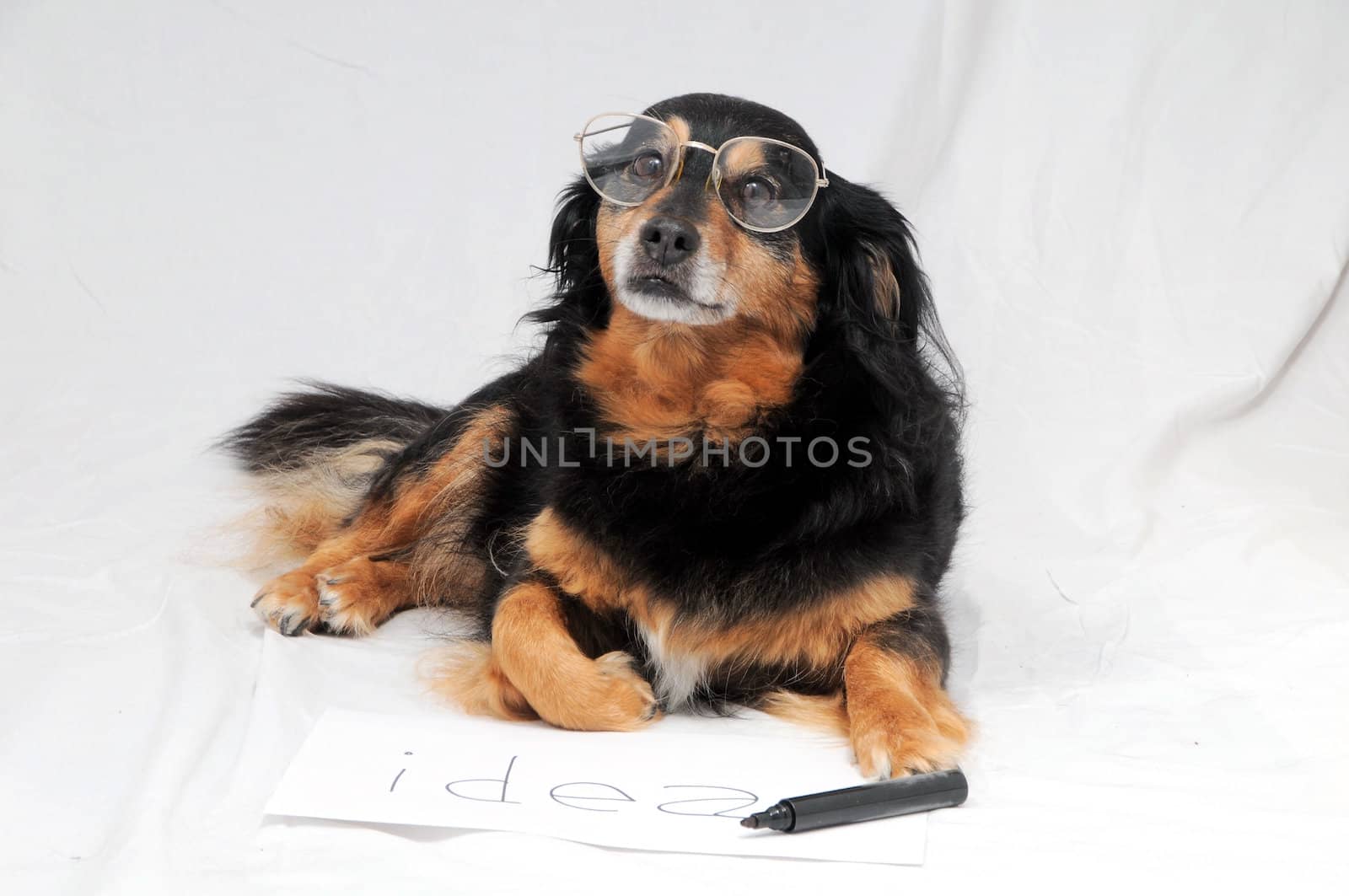 One Female Old Black Dog Drawing on a White Paper