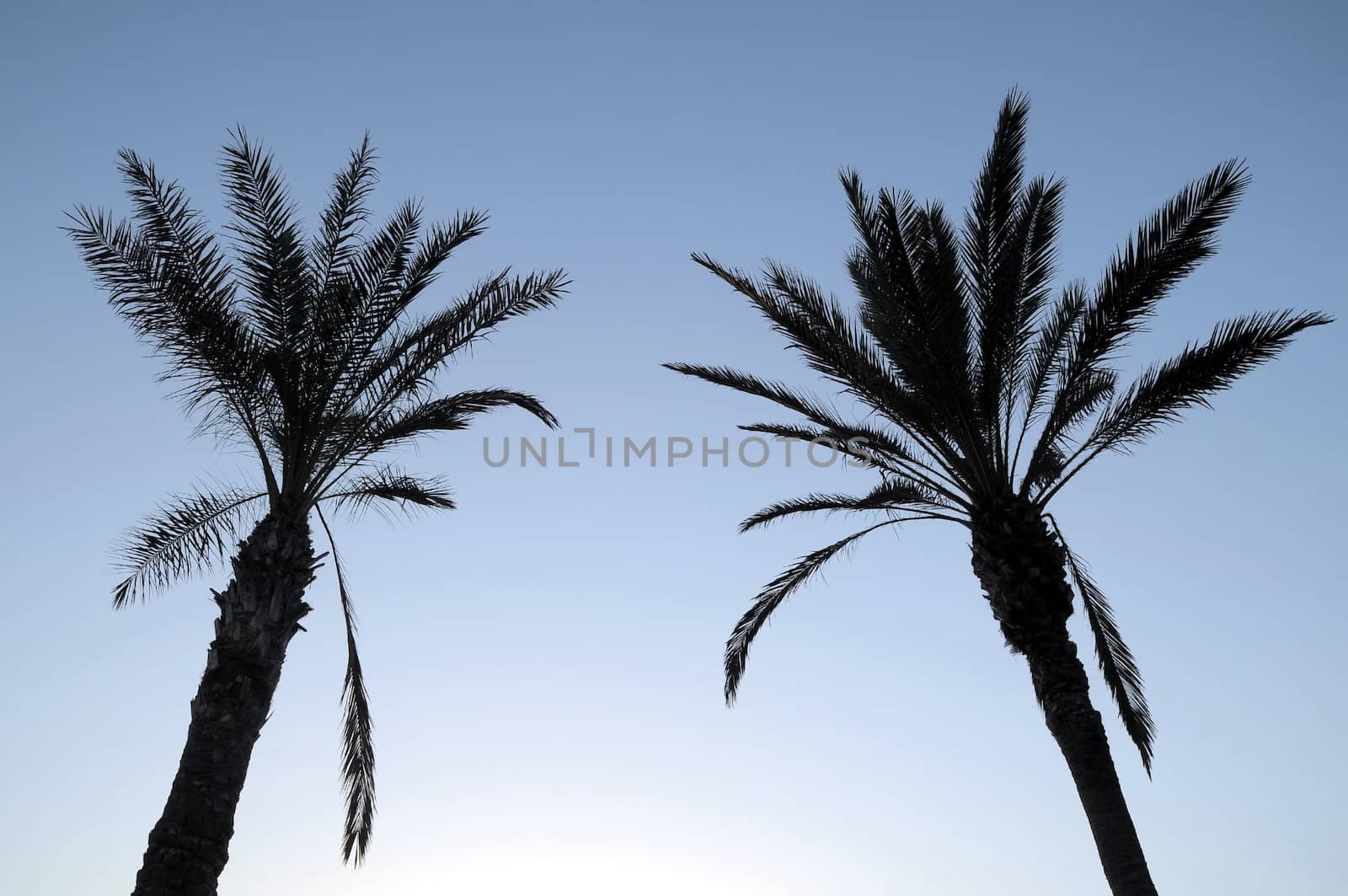 Silhouetted Palm  by underworld