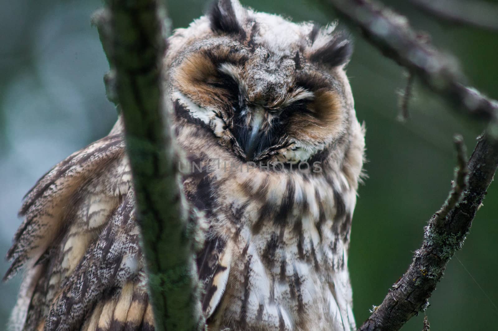 Great Horned Owl Sitting on a Tree Limb
