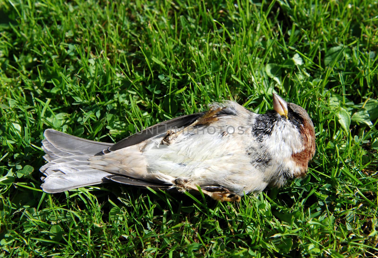 Dead tree sparrow lying on its back on grass