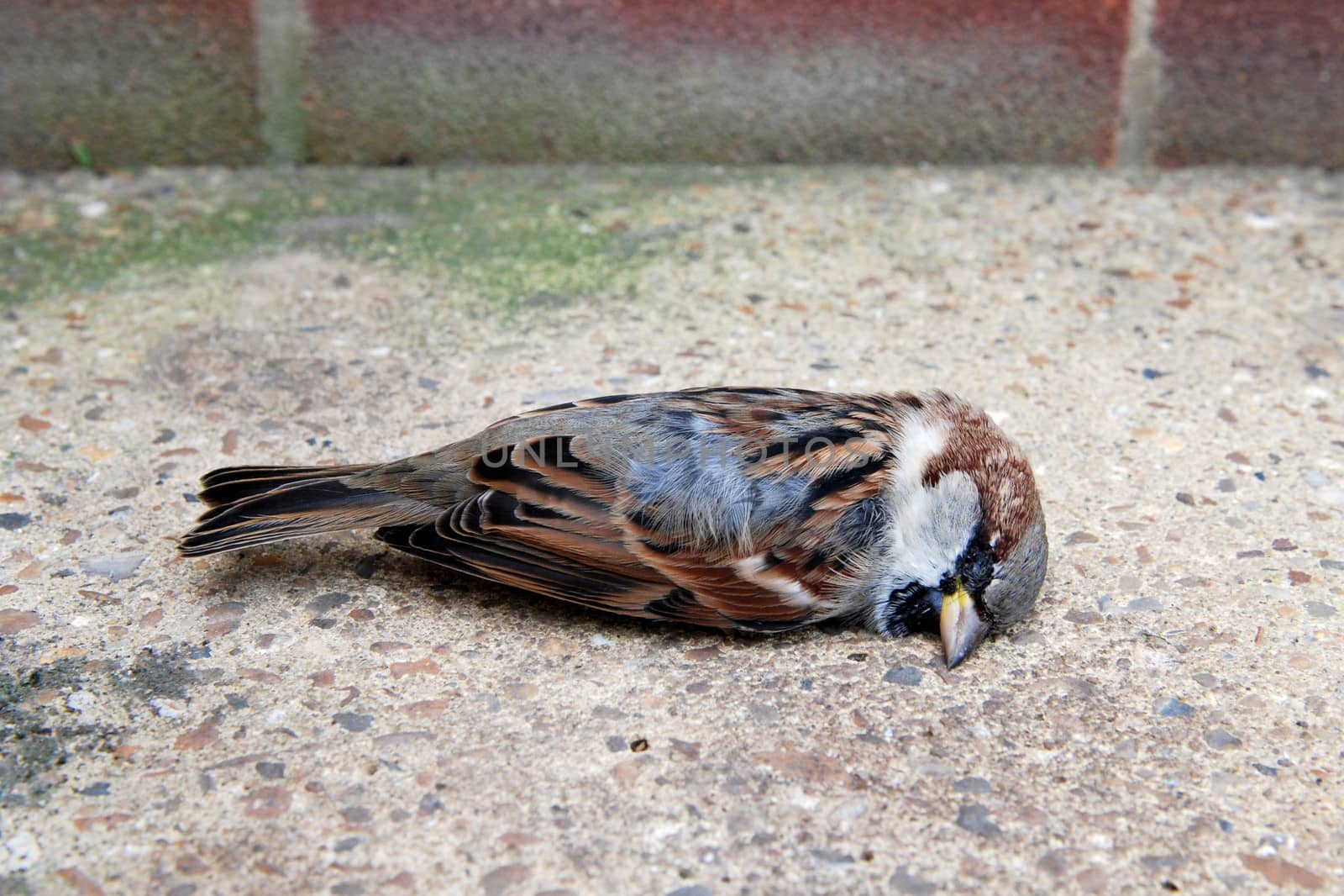 Closeup of a dead tree sparrow by a brick wall