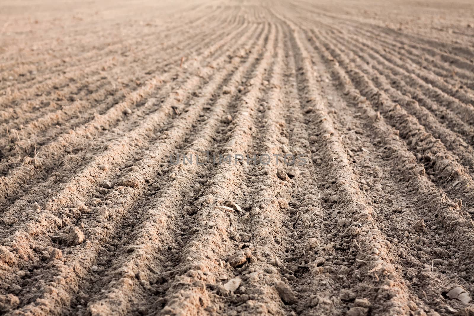 Background of newly plowed field ready for new crops. Ploughed field in autumn. Farm, agricultural background