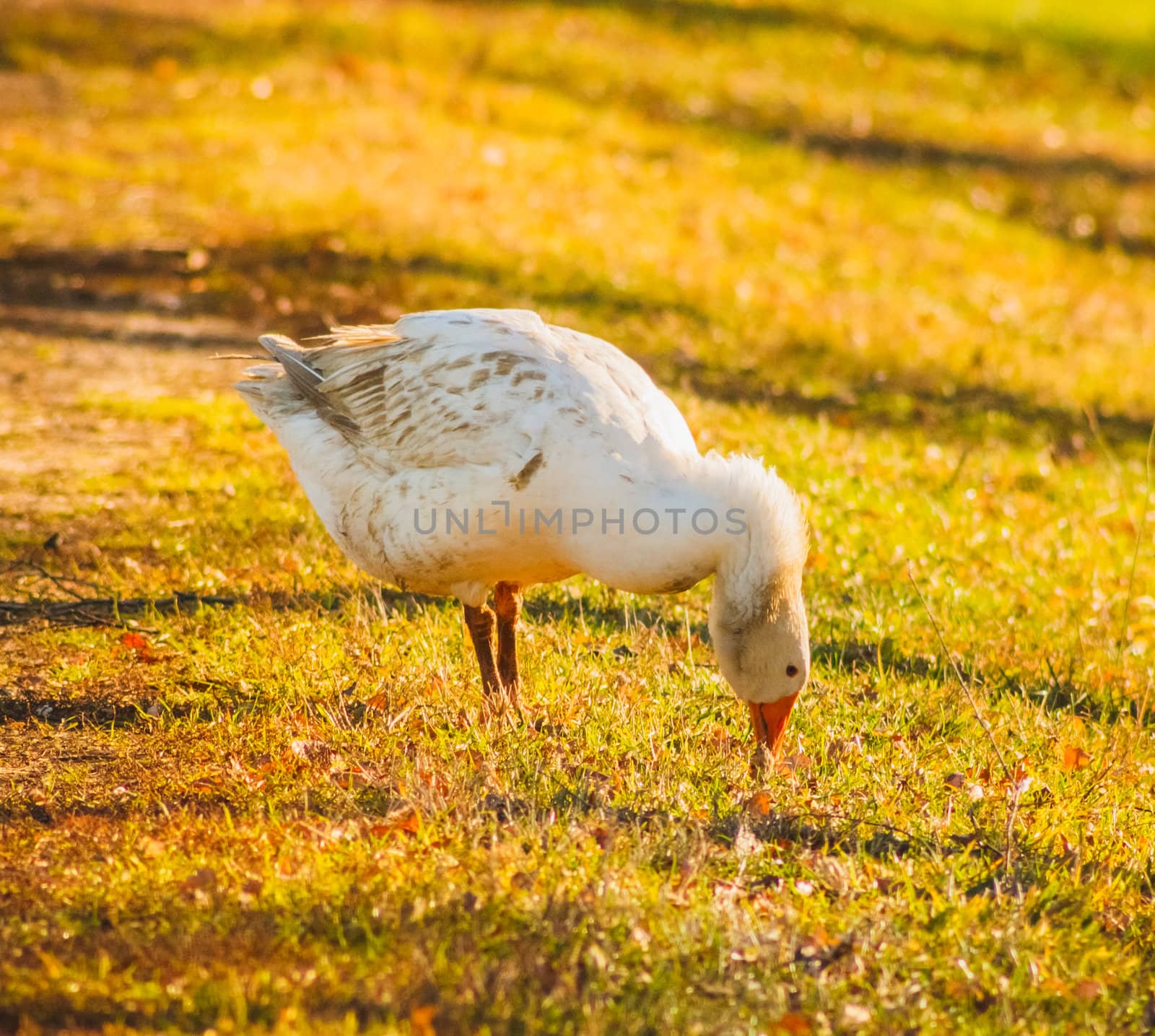 Goose On Green Grass by ryhor