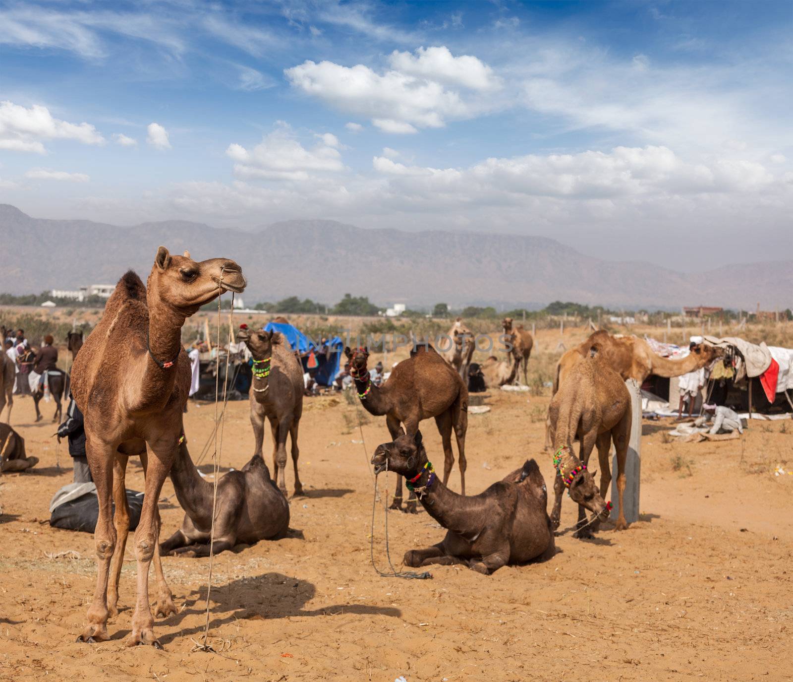 Camels at Pushkar Mela (Pushkar Camel Fair),  India by dimol