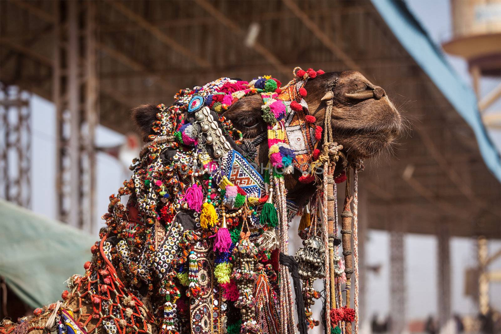 Decorated camel at Pushkar Mela (Pushkar Camel Fair). Pushkar, Rajasthan, India