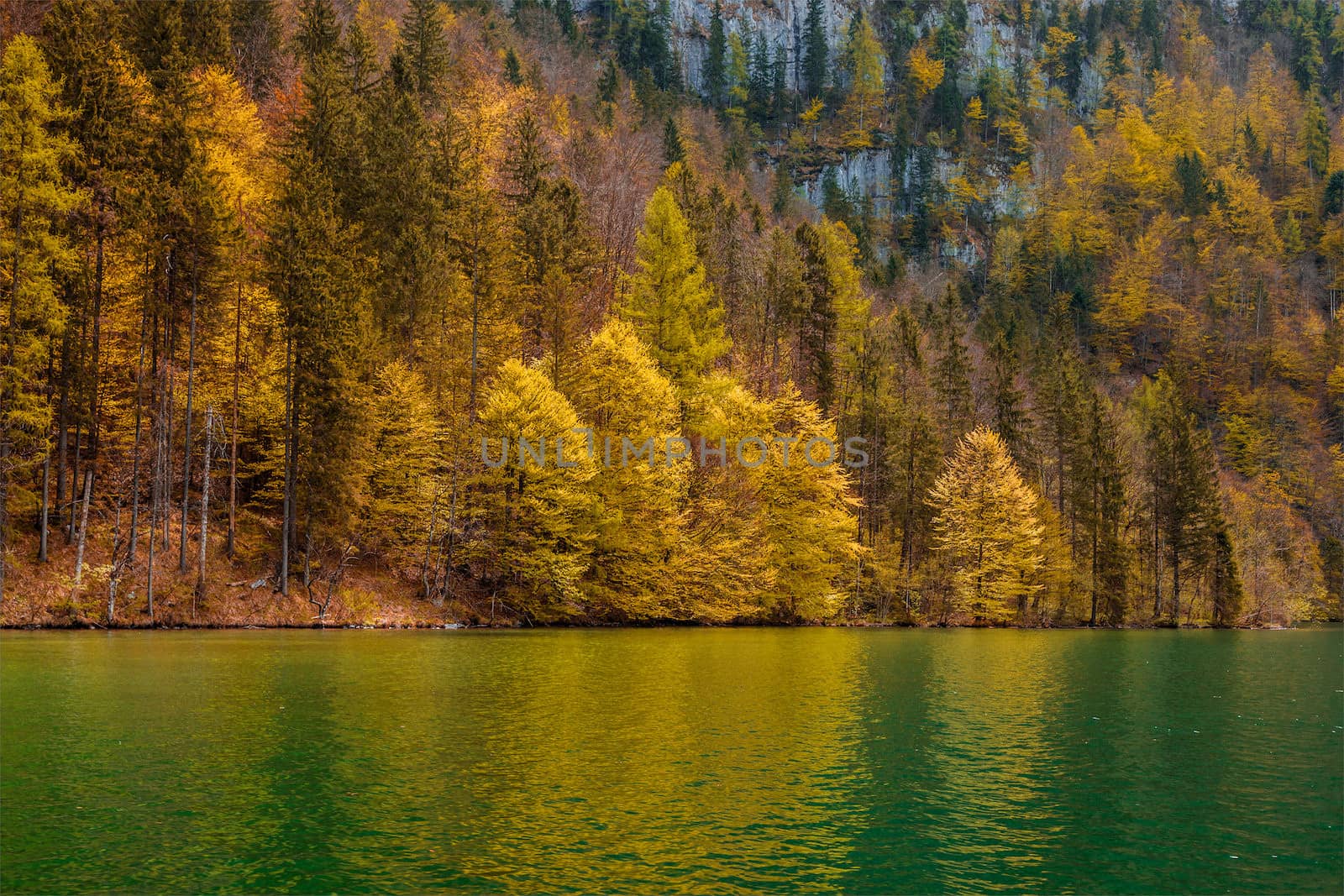 Autumn forest trees reflecting in lake. K��nigssee, Bavaria, Germany