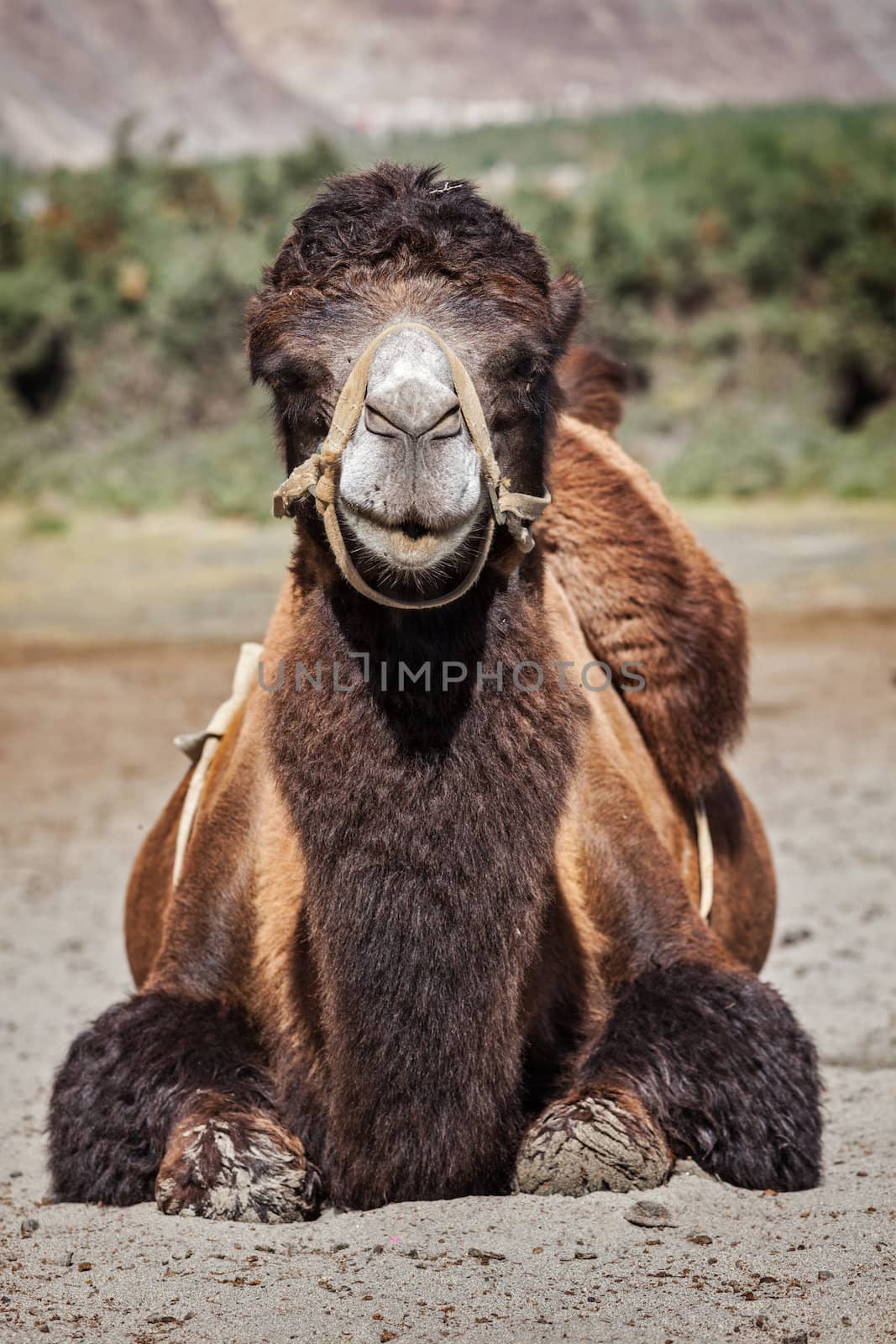 Bactrian camels in Himalayas. Hunder village, Nubra Valley, Ladakh, Jammu and Kashmir, India