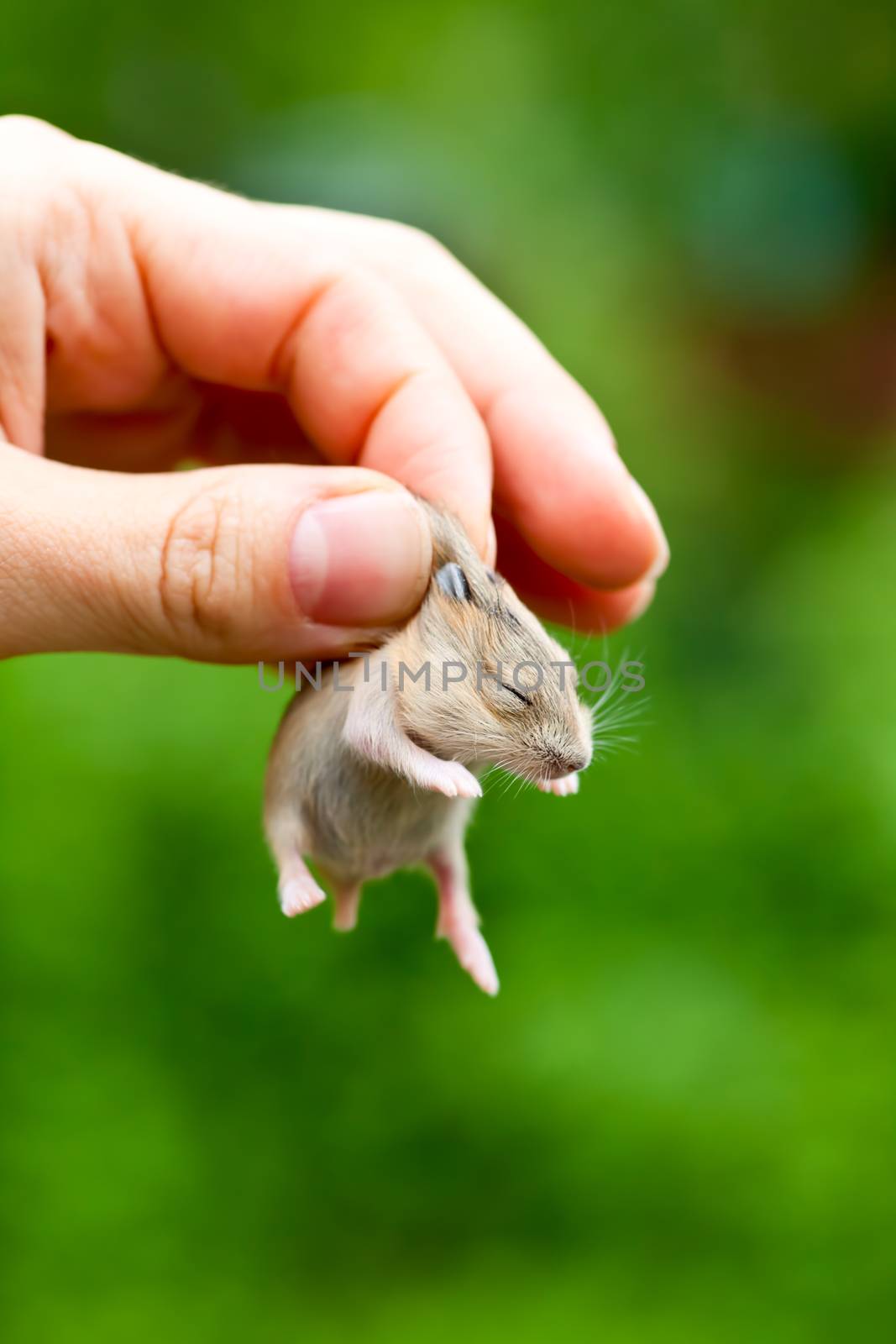Close-up of baby hamster being held by hand