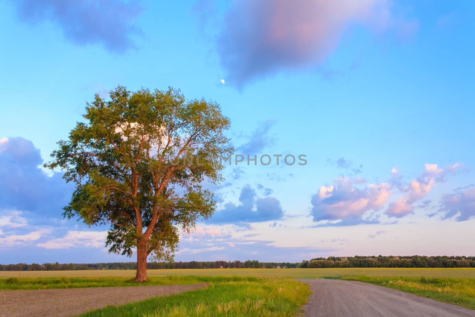 Lonely Tree In Sunset. Dirty Rural Road In Countryside