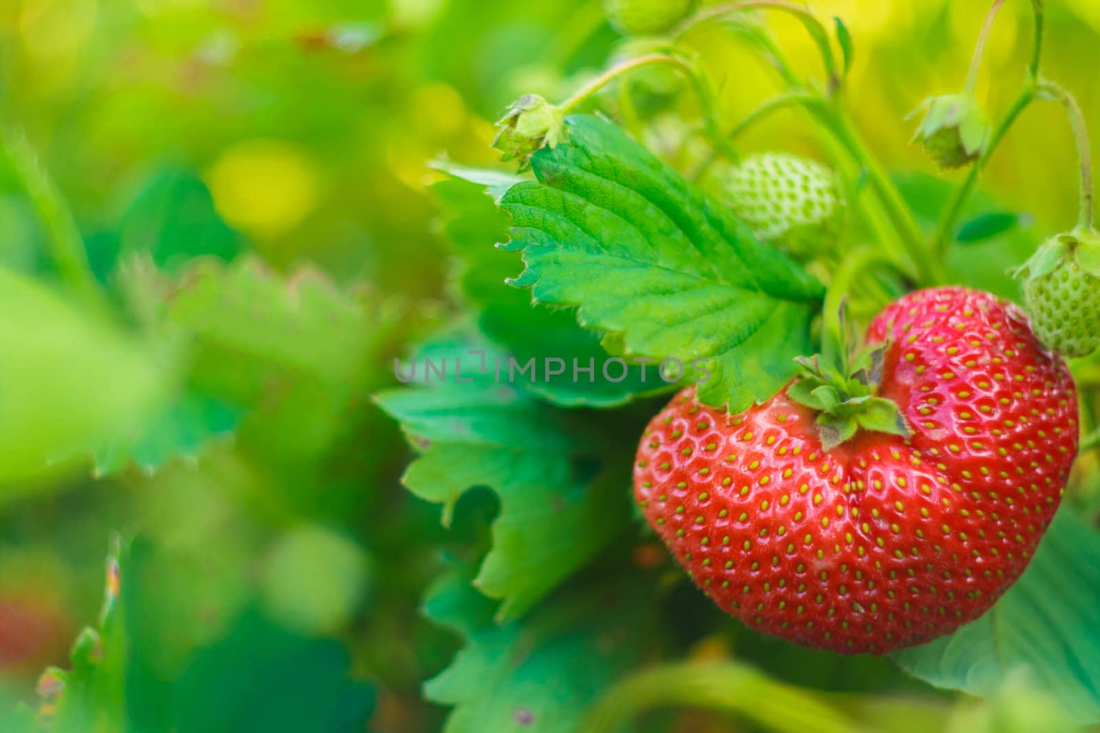 One Big Strawberry On Her Plant by ryhor