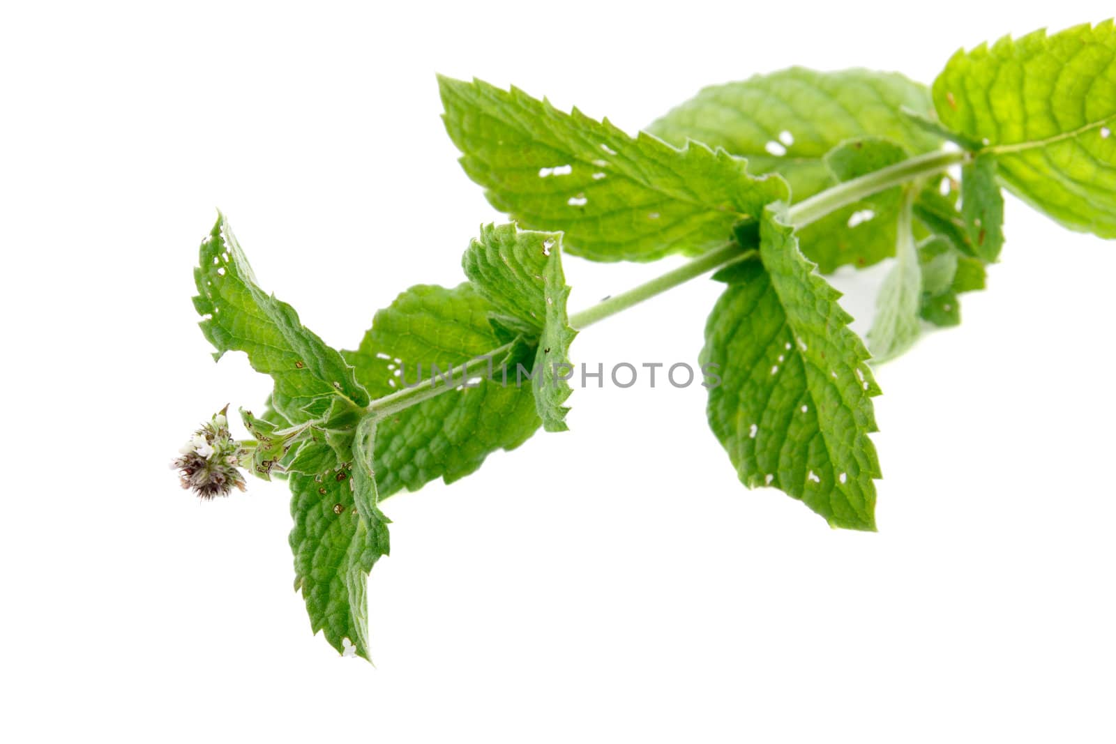 green natural wild peppermint stem on a white background