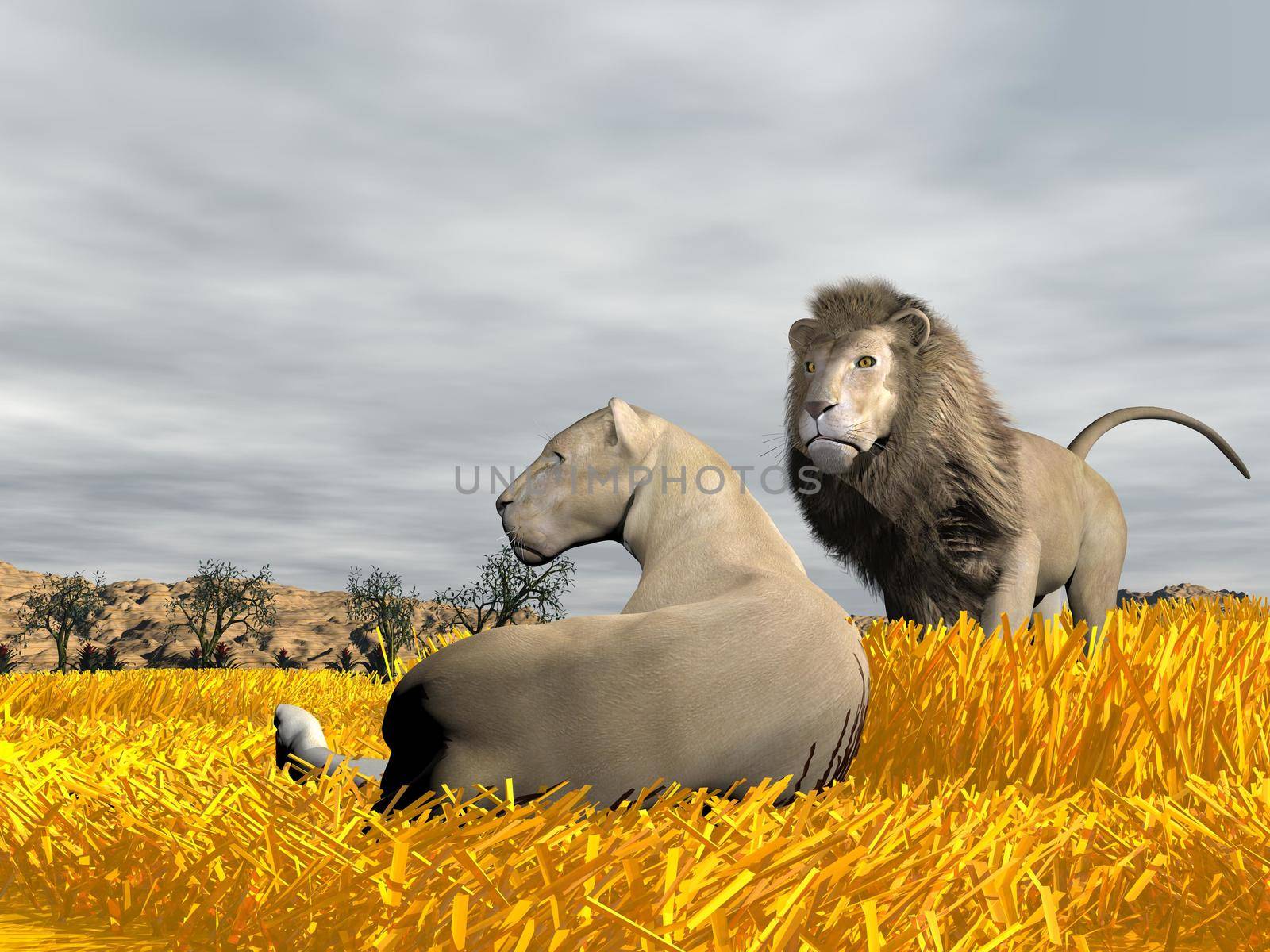 Lioness lying peacefully on the grass next to lion by cloudy weather in savannah