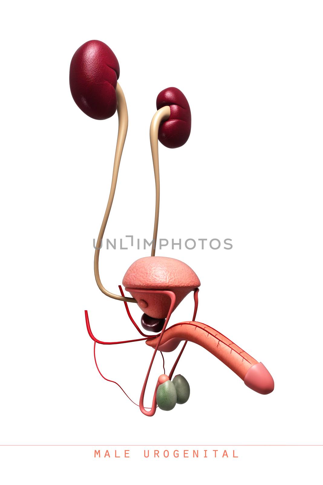 Male reproductive system in white background