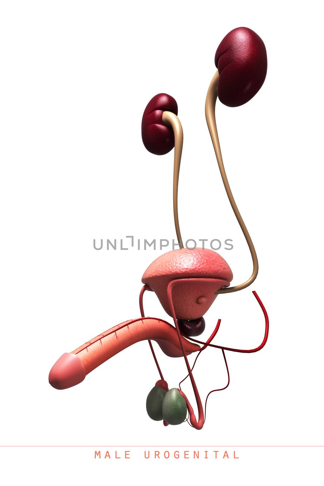 Male reproductive system in white background
