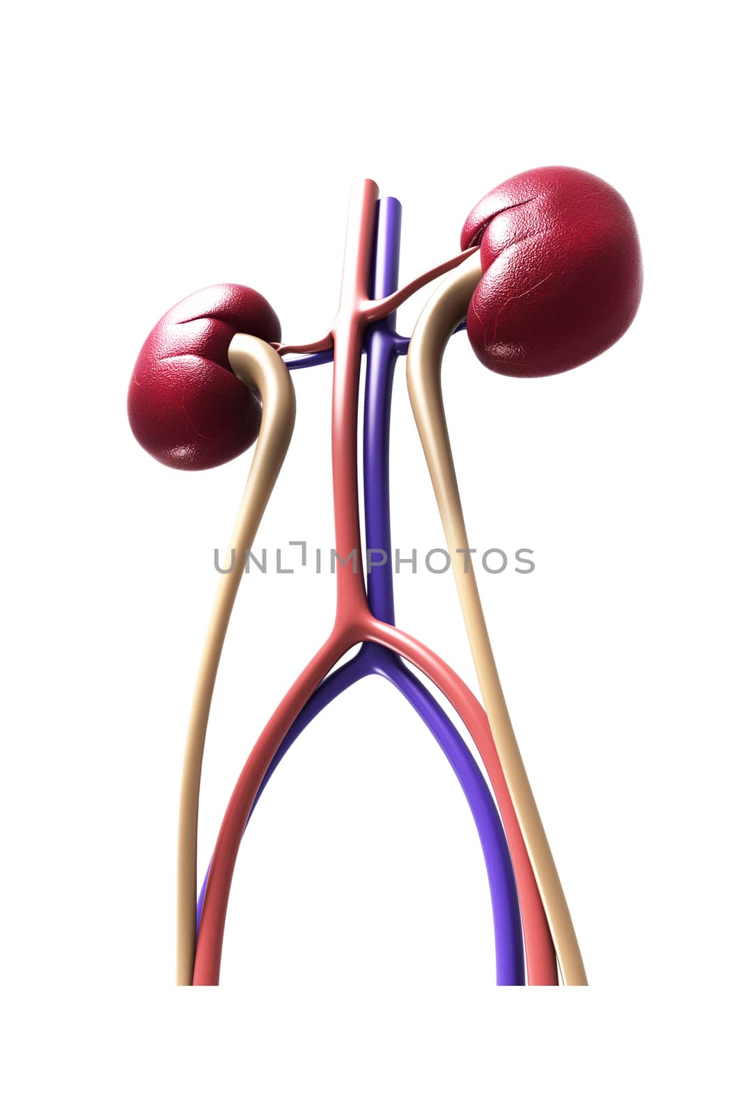 Digital illustration of kidney in colour background