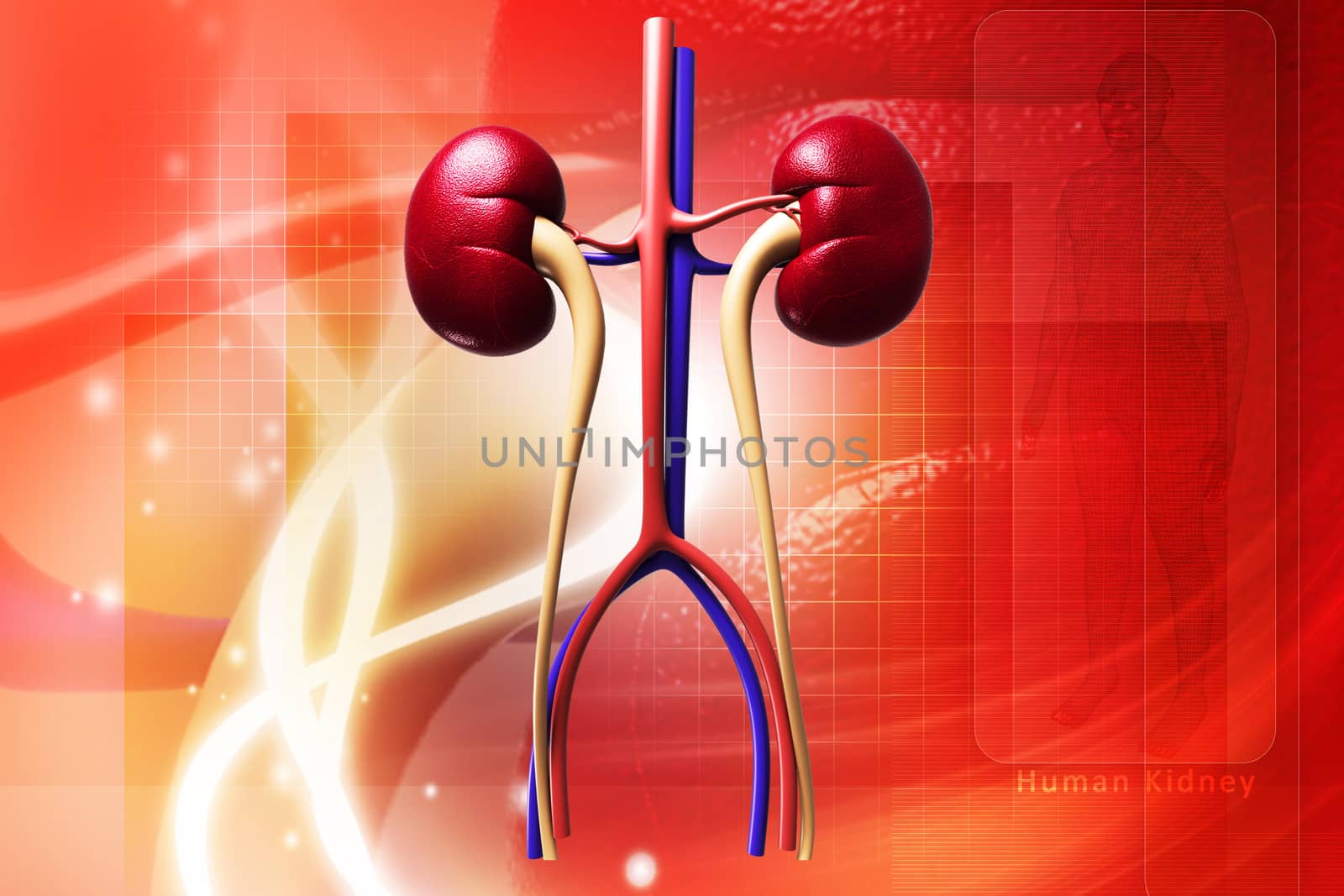 Digital illustration of kidney in colour background