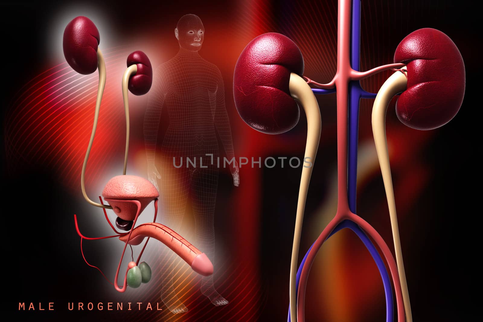 Digital illustration of kidney in colour background